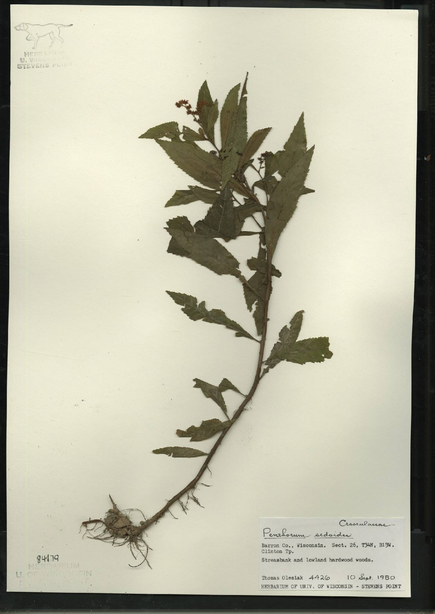 Penthorum sedoides image