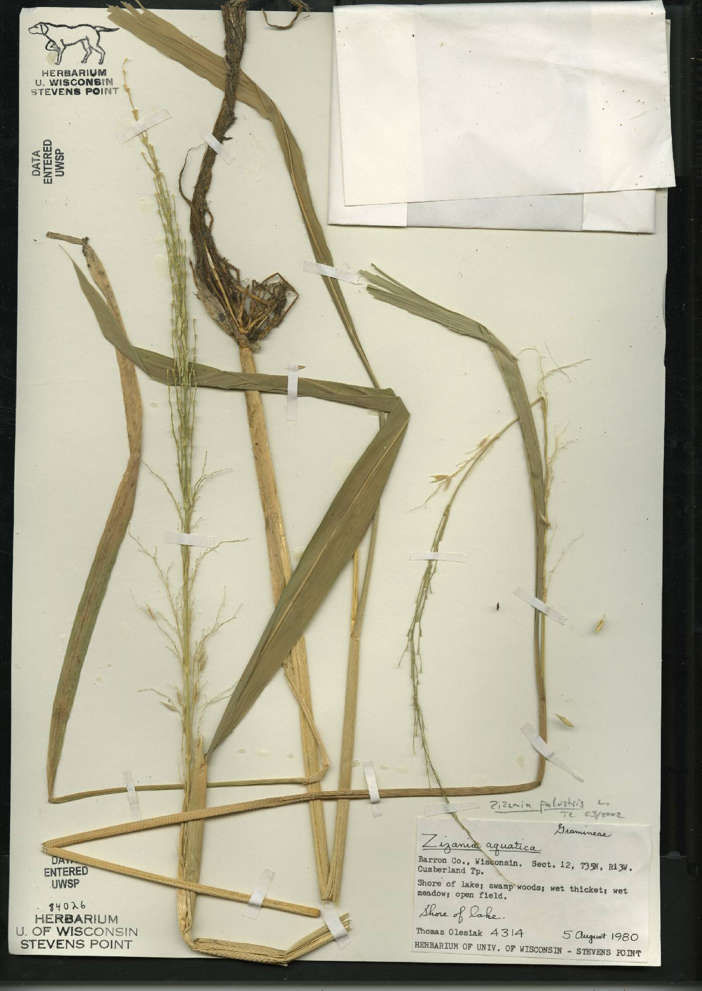 Zizania aquatica image