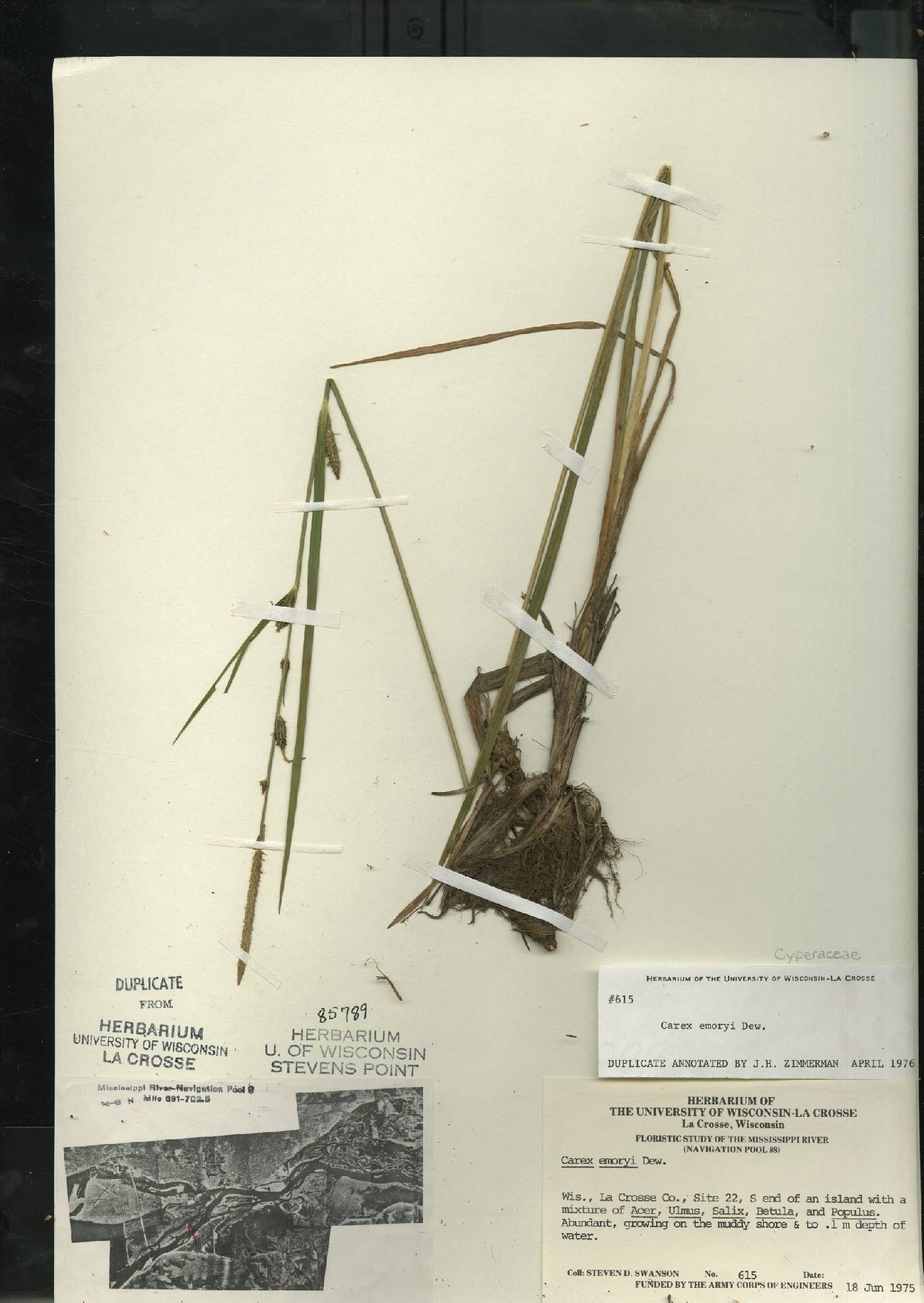Carex emoryi image