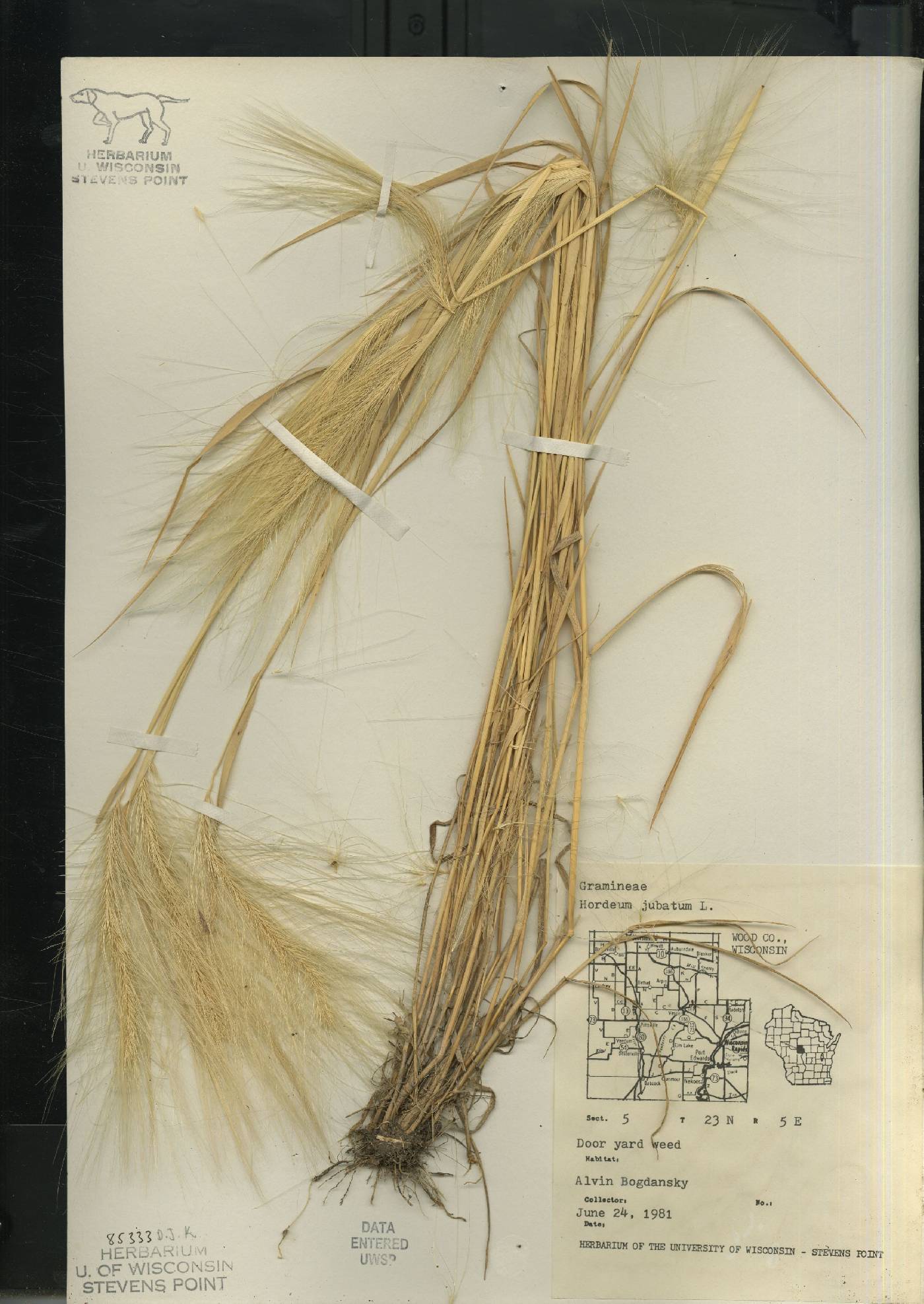 Hordeum jubatum image
