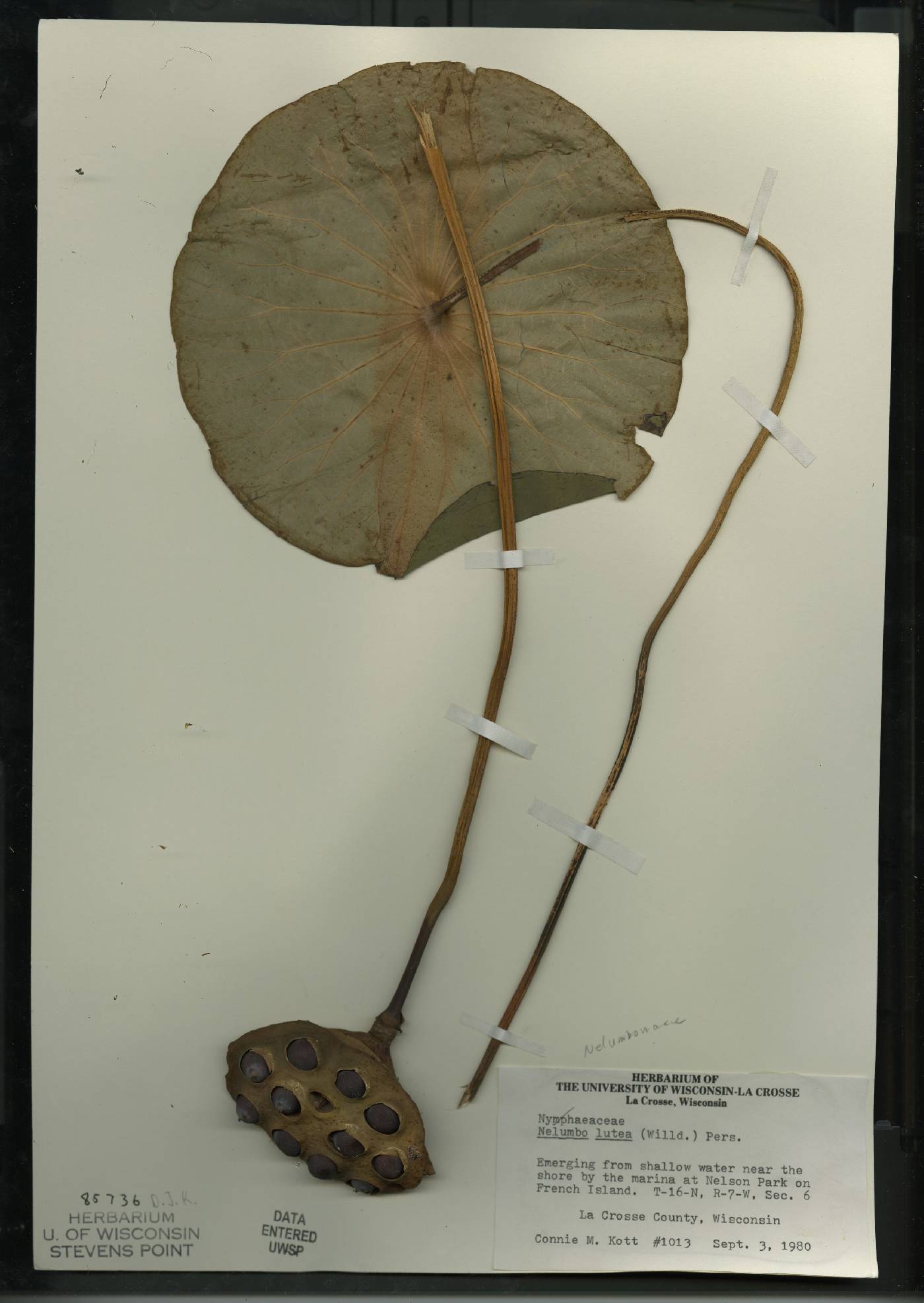 Nelumbo lutea image