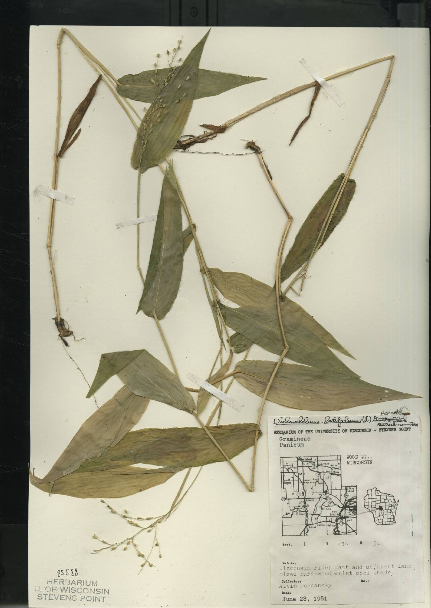 Dichanthelium latifolium image
