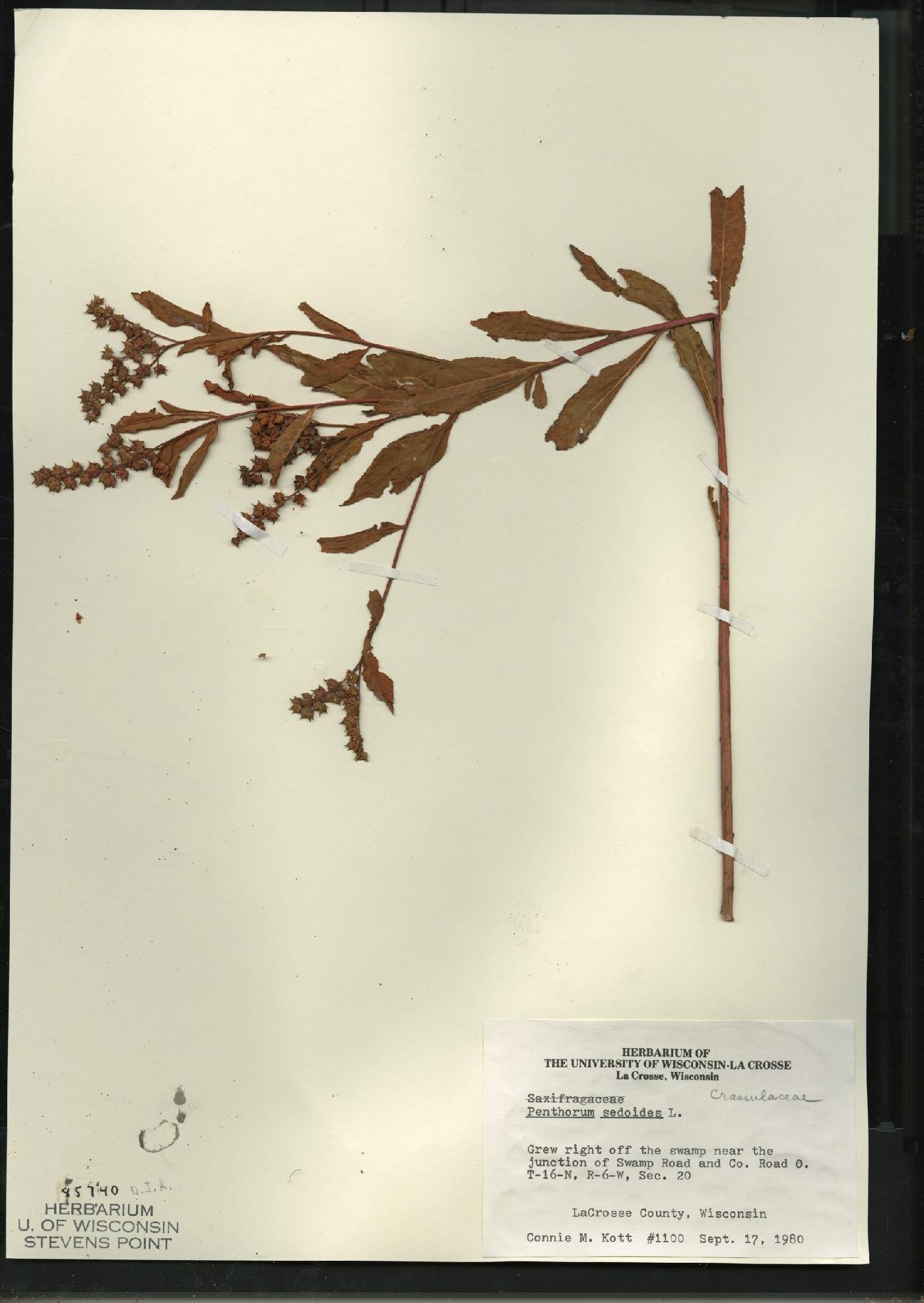 Penthorum sedoides image