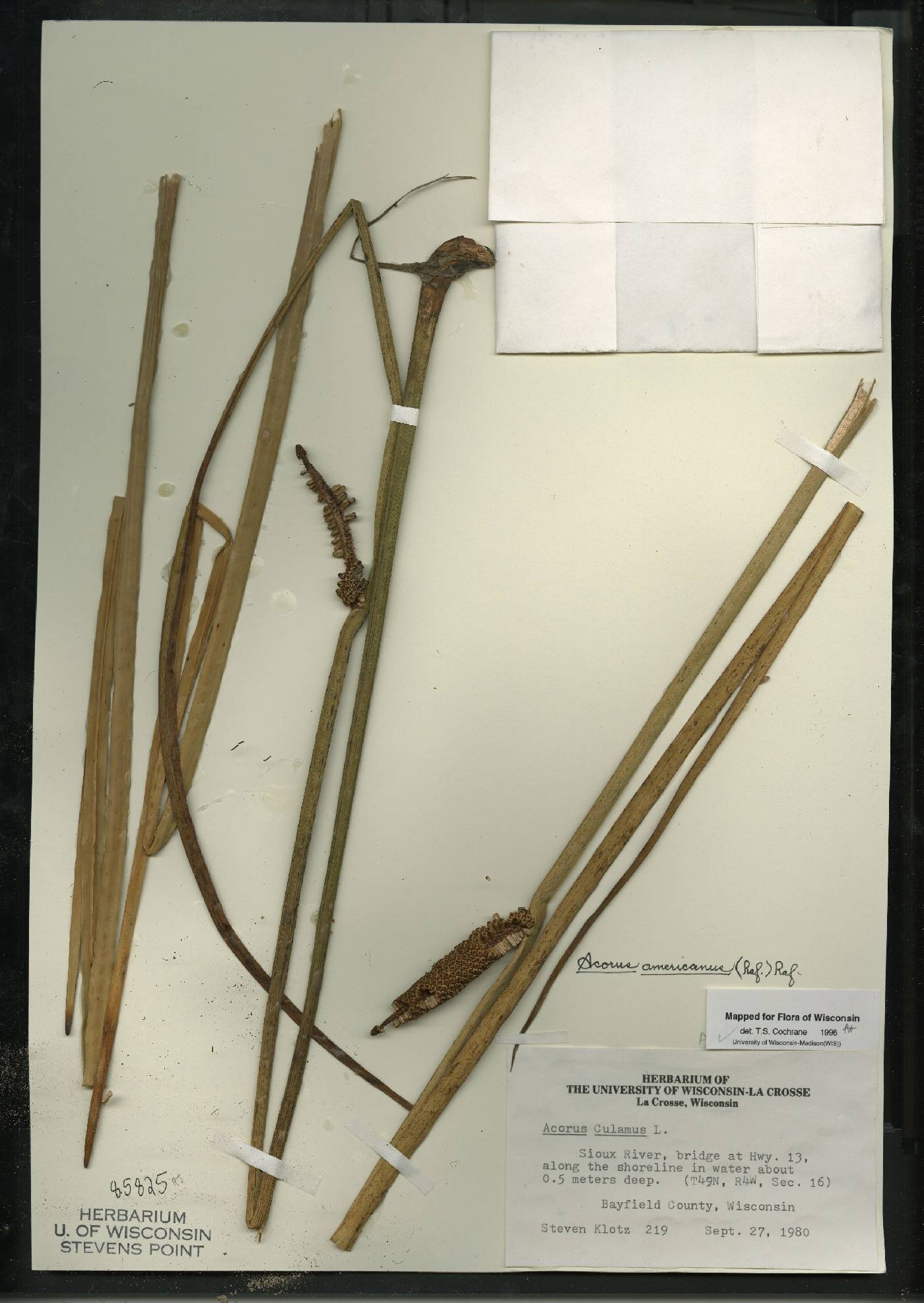 Acorus americanus image