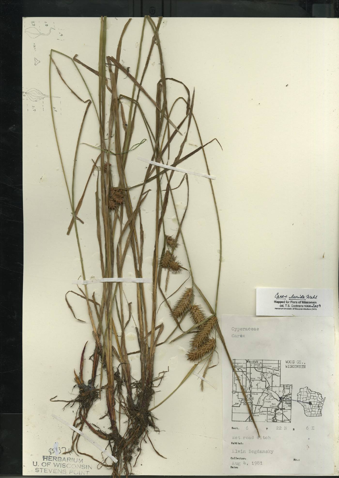 Carex lurida image
