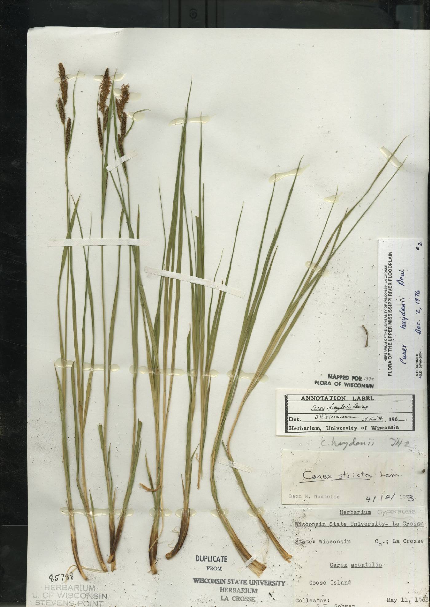 Carex haydenii image
