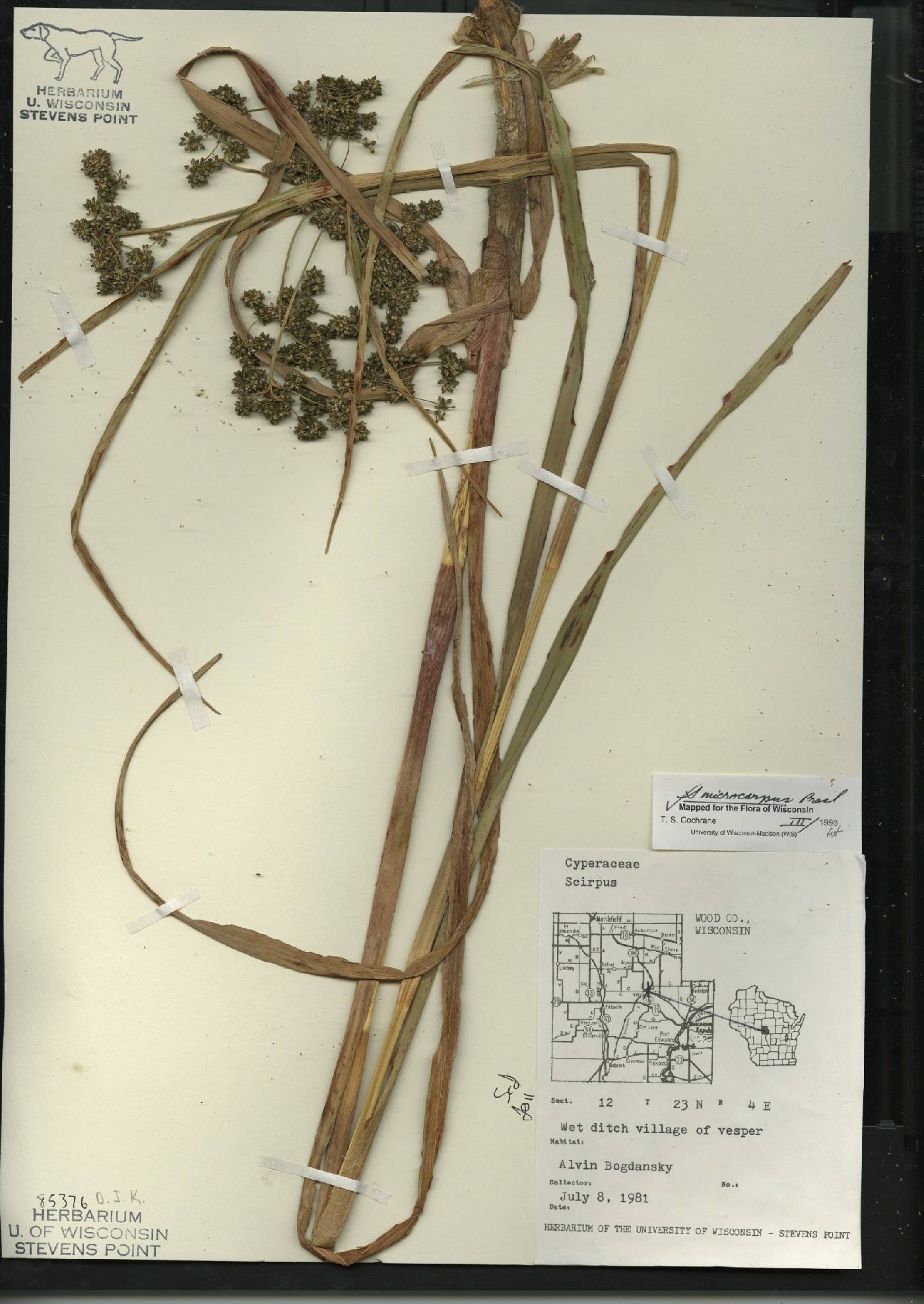 Scirpus microcarpus image