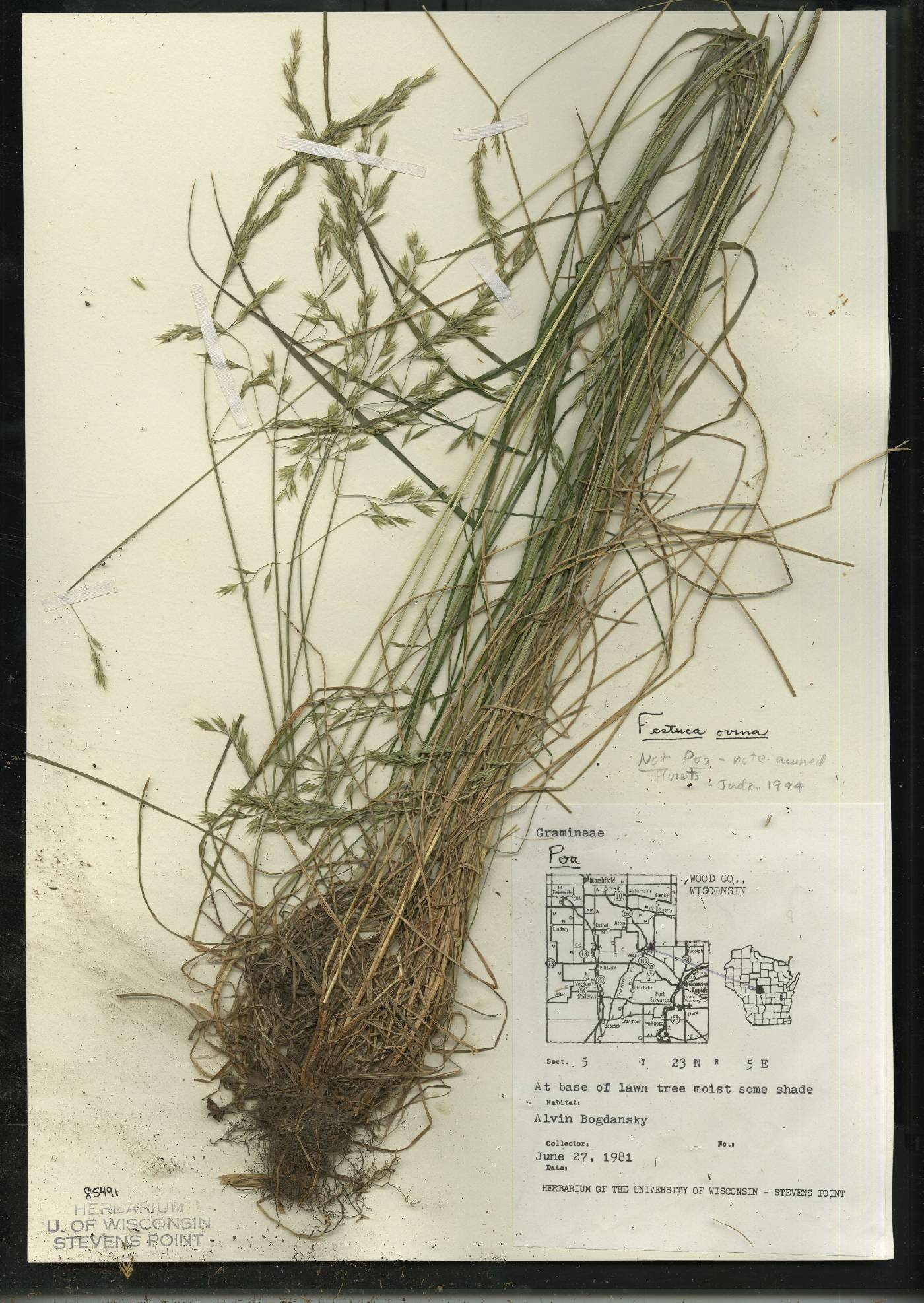 Festuca trachyphylla image