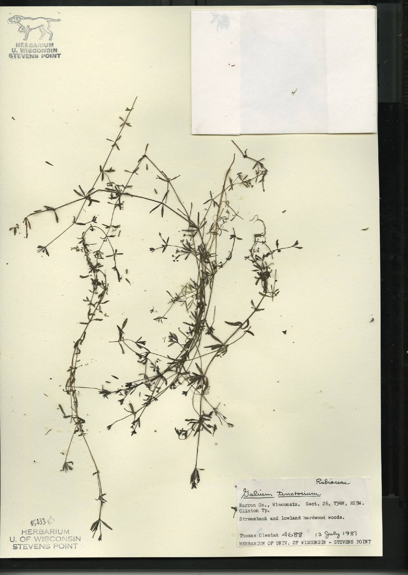 Galium tinctorium image