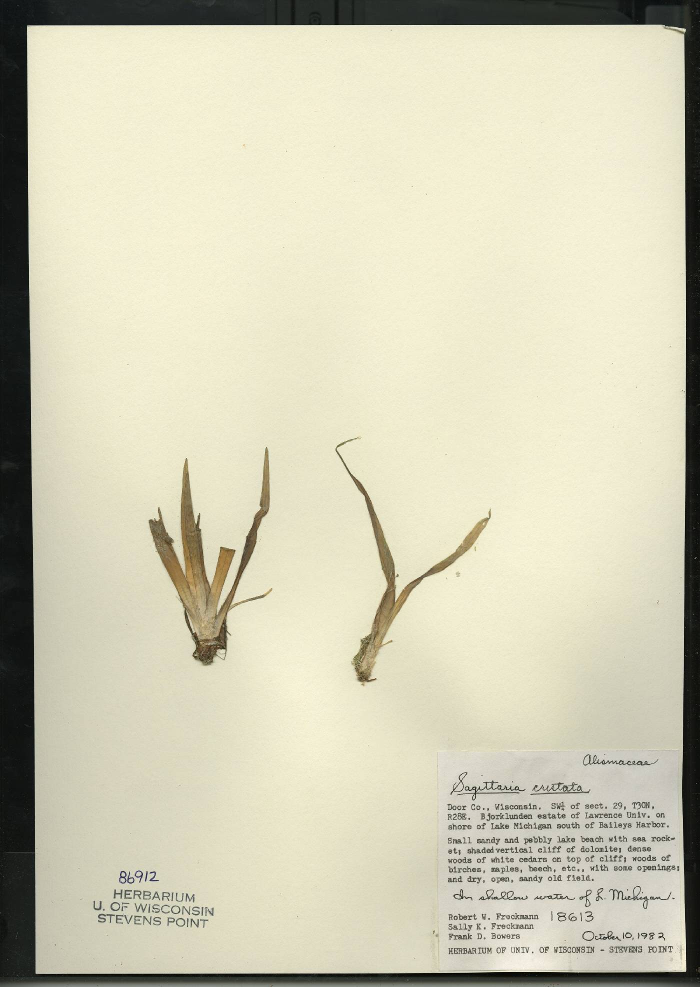 Sagittaria cristata image