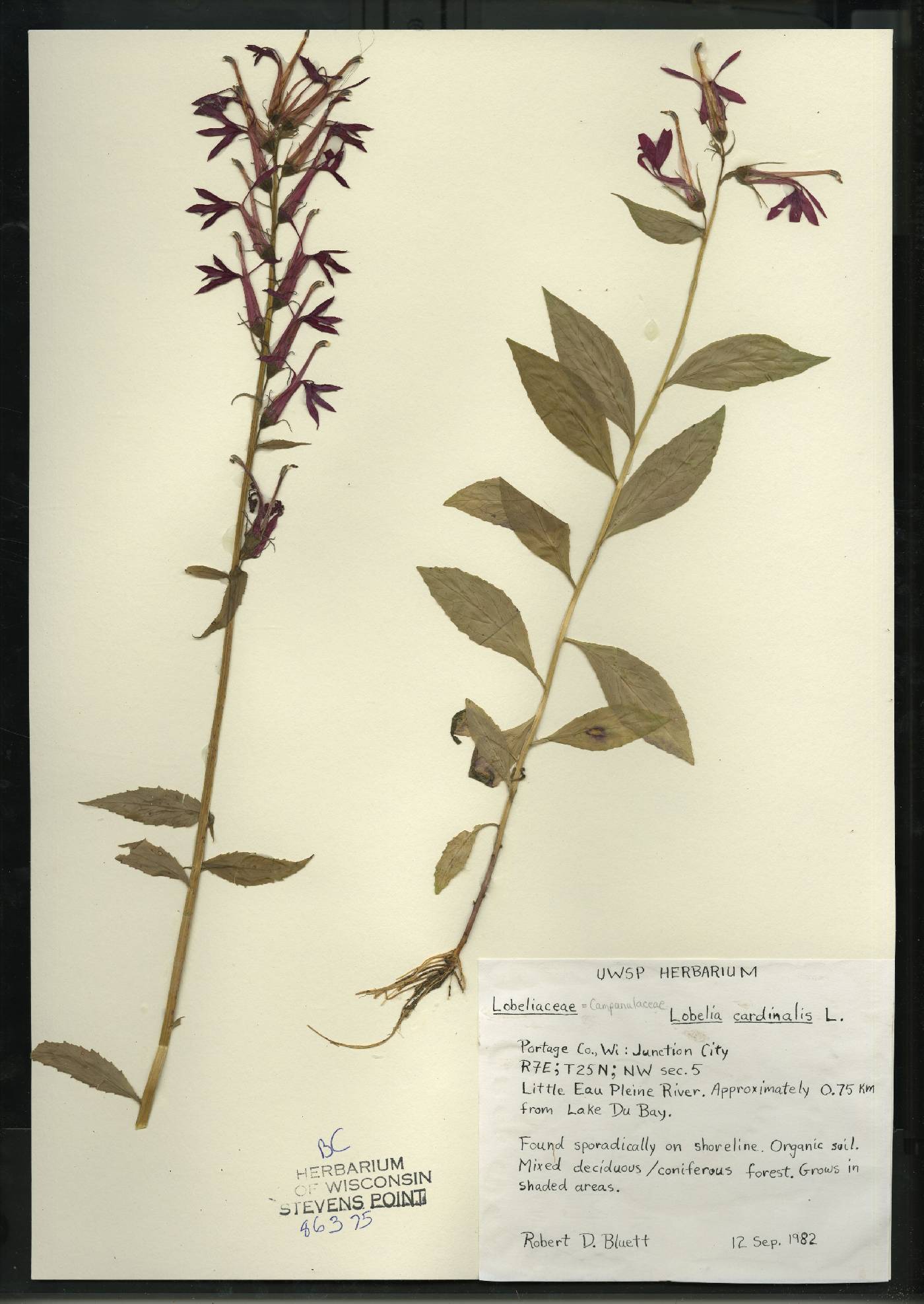 Lobelia cardinalis image