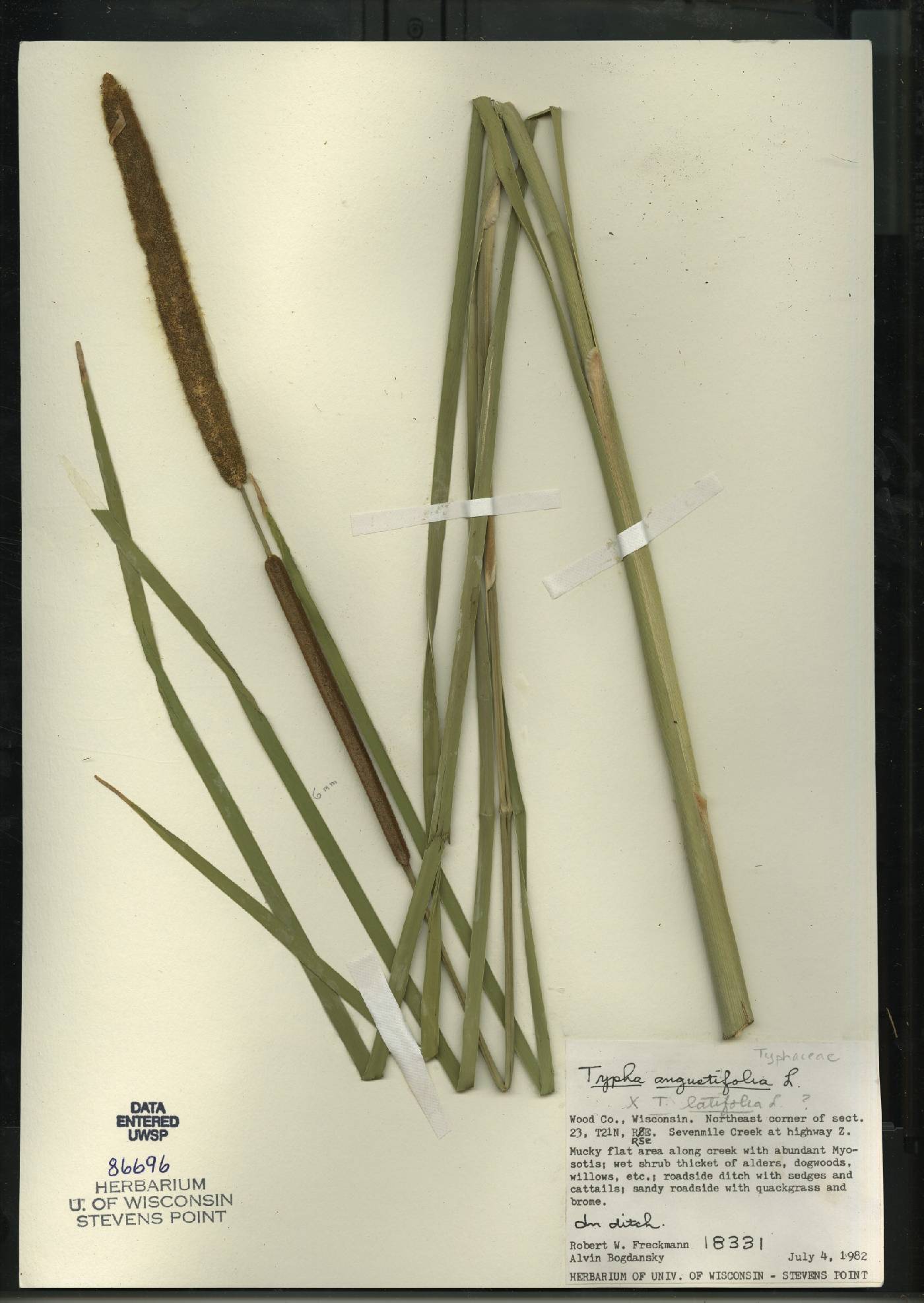 Typha X glauca image