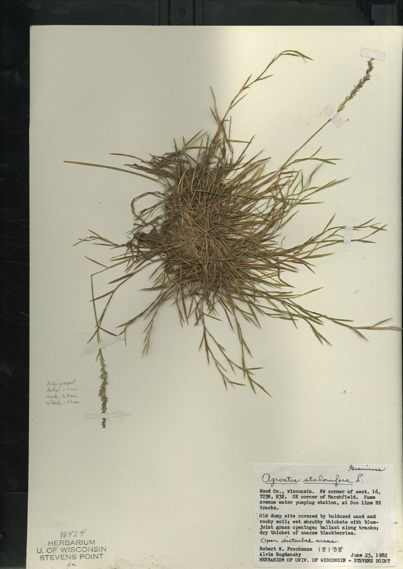 Agrostis stolonifera image