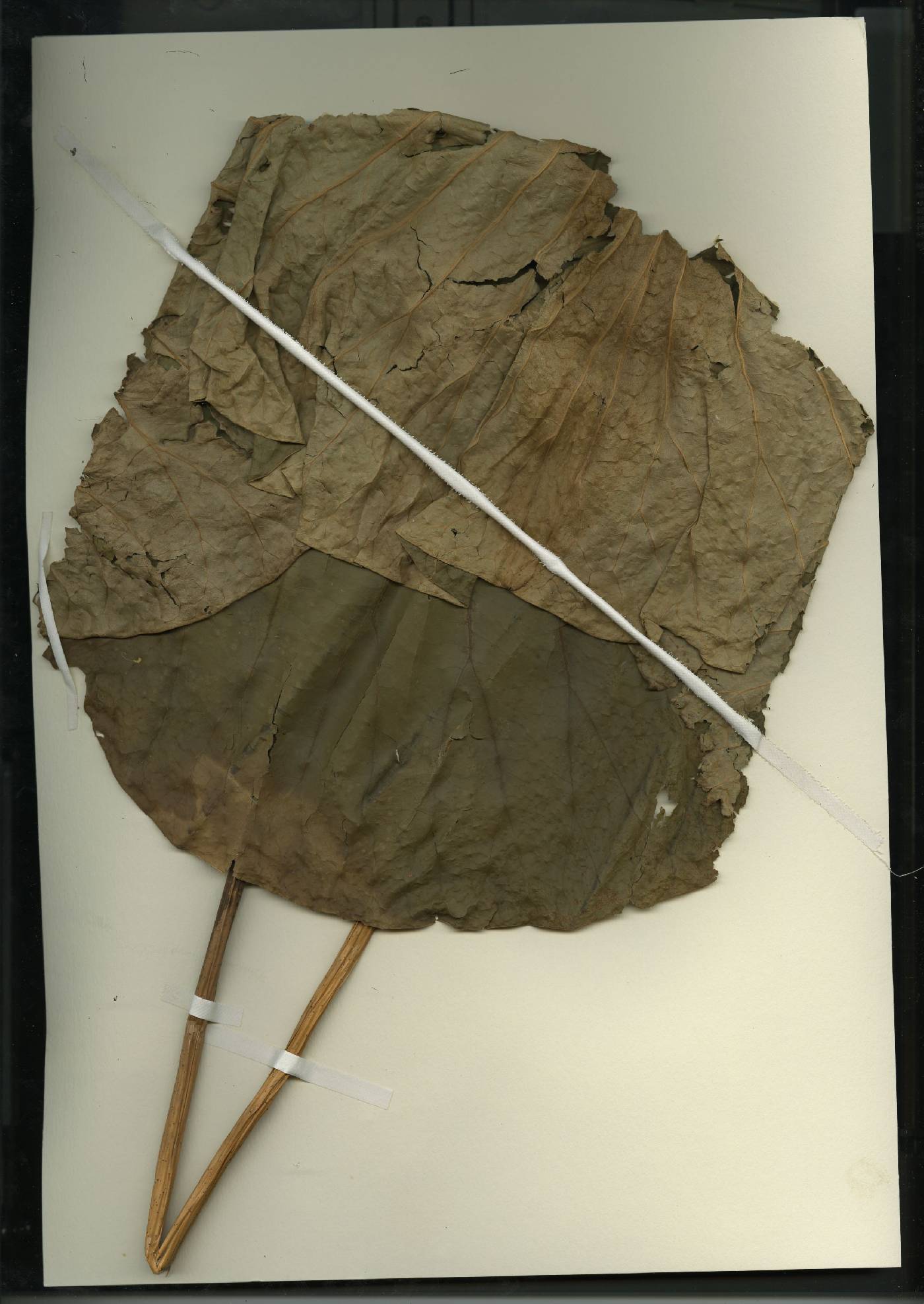 Nelumbo lutea image