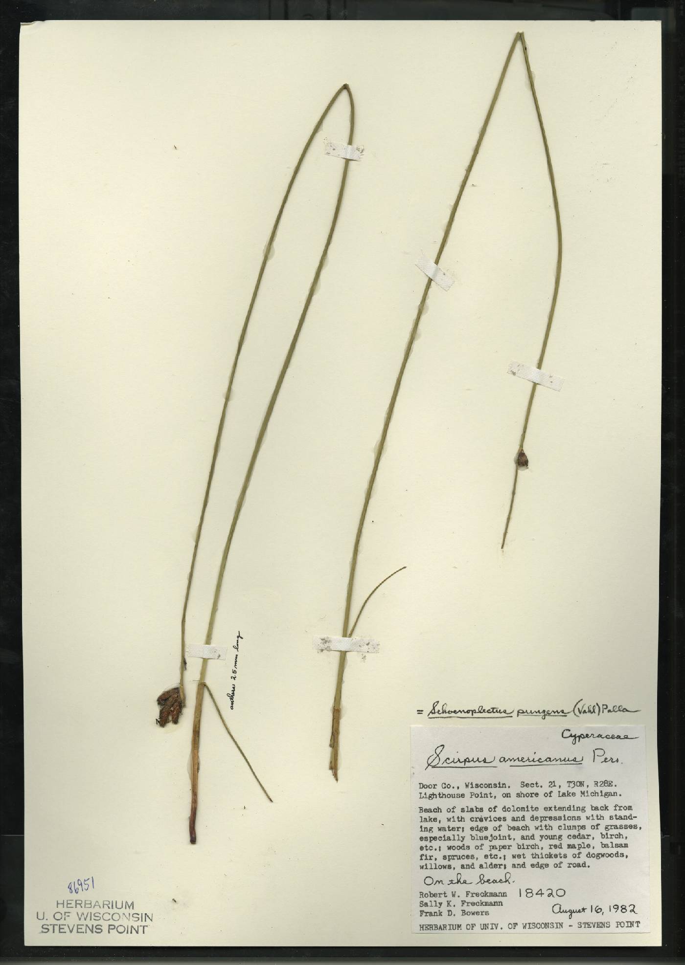 Schoenoplectus pungens image
