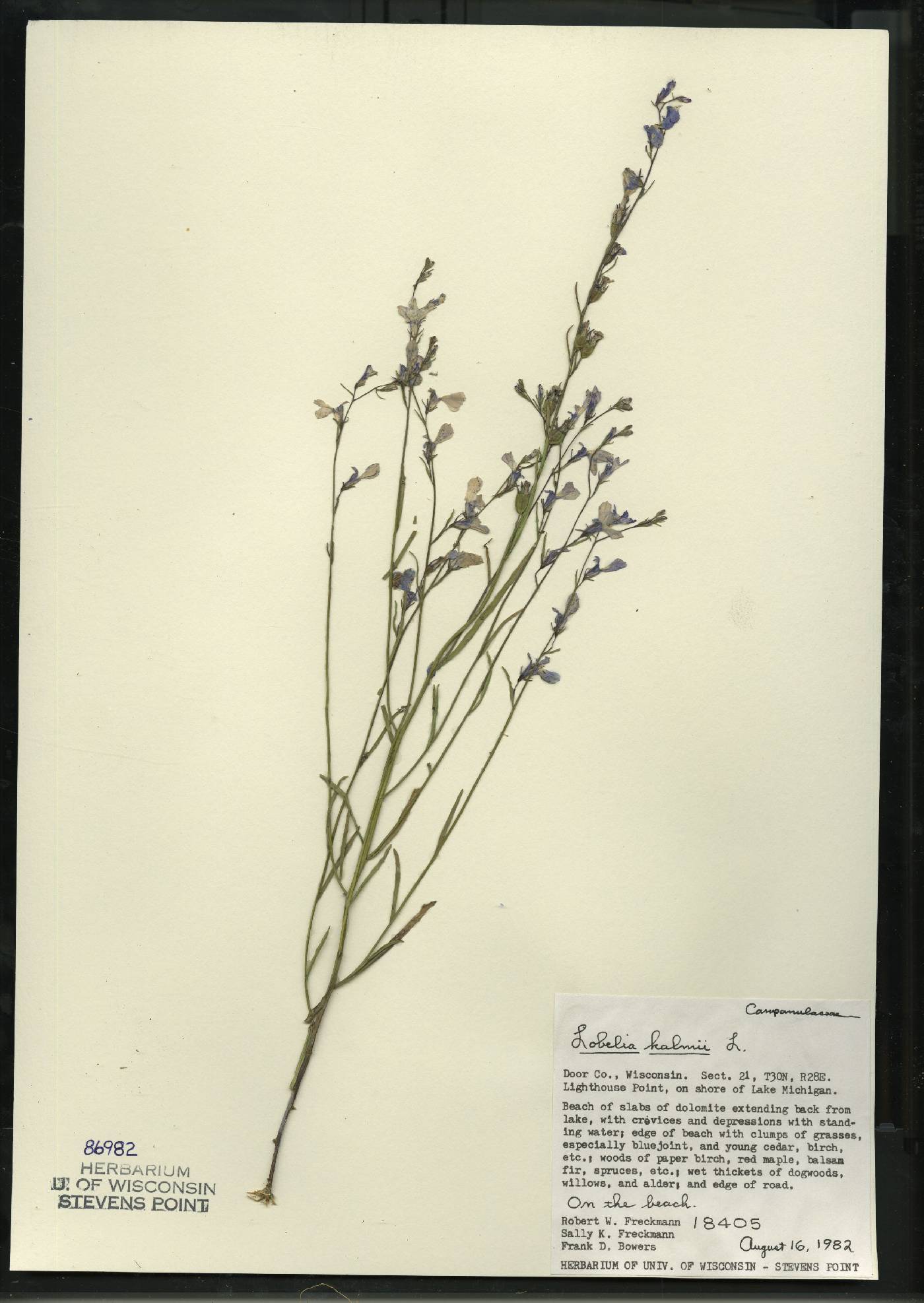 Lobelia kalmii image