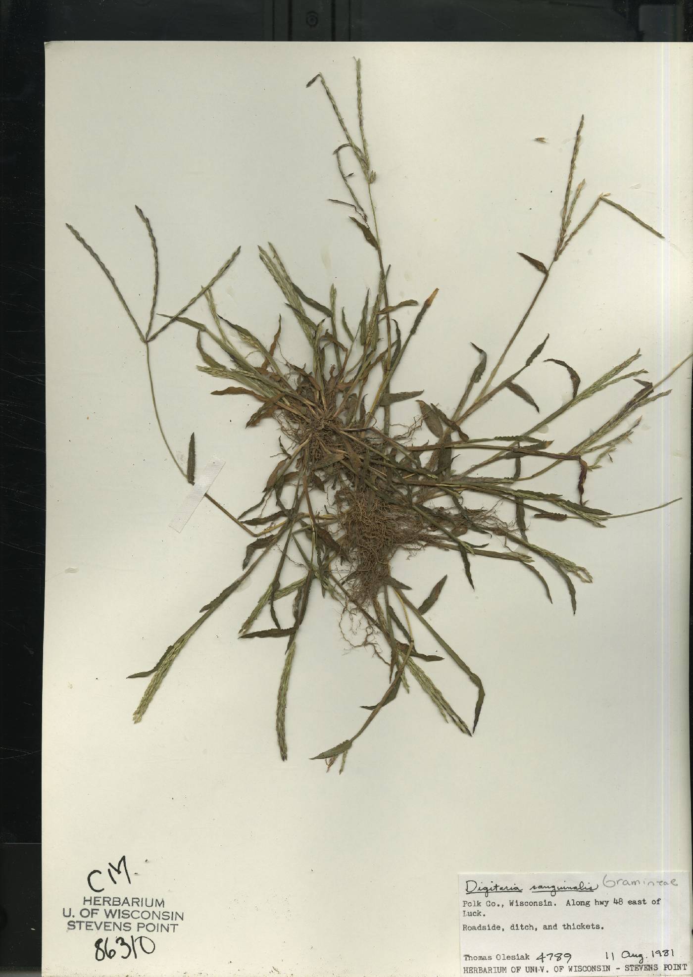 Digitaria sanguinalis image