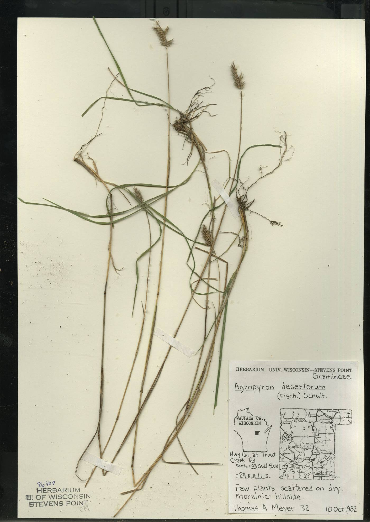 Agropyron cristatum image