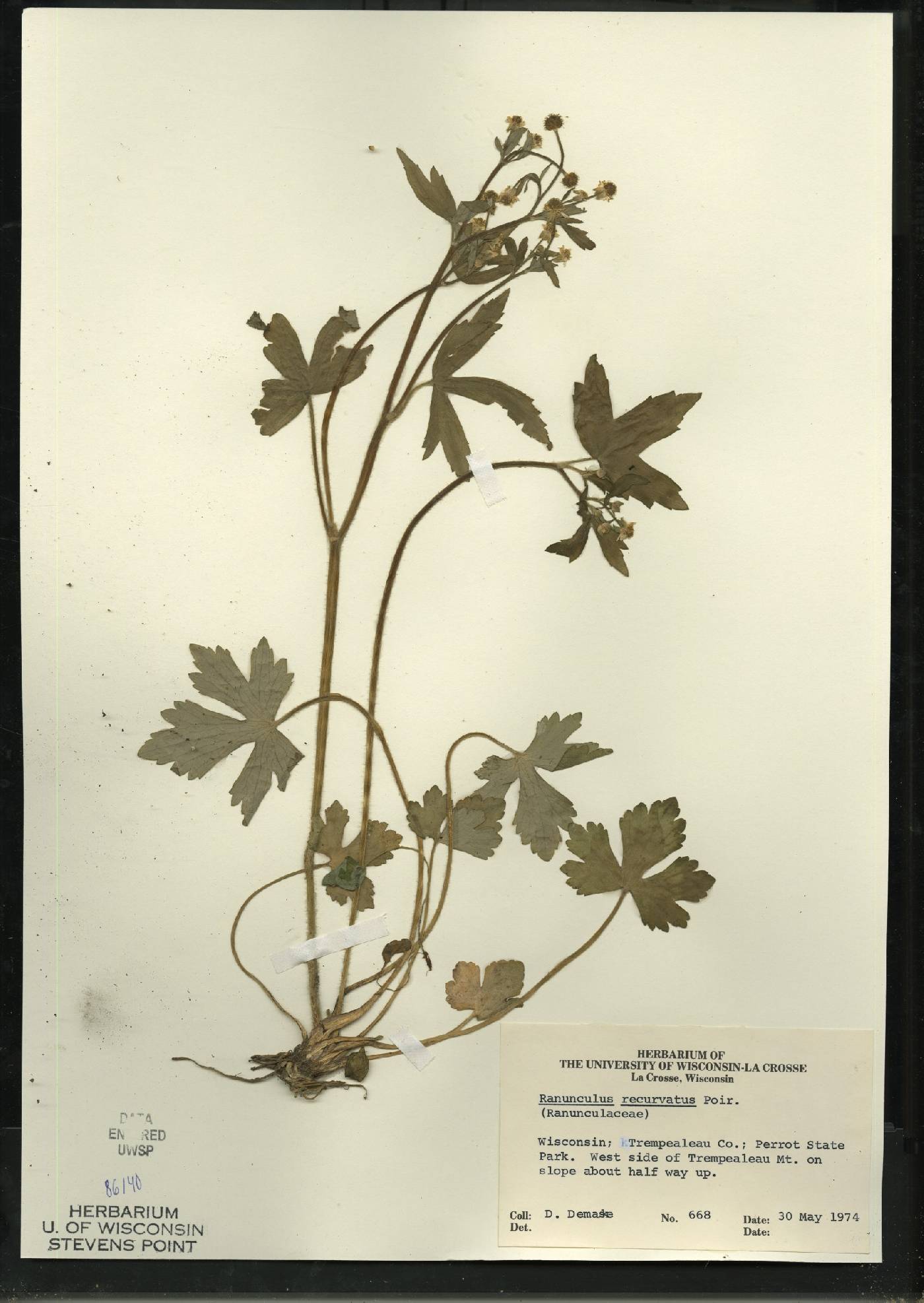 Ranunculus recurvatus var. recurvatus image