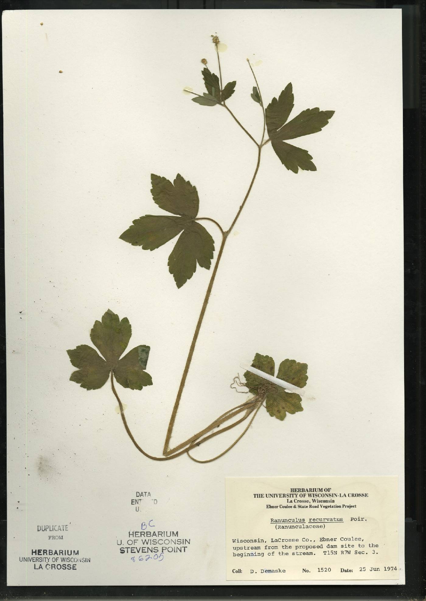 Ranunculus recurvatus var. recurvatus image