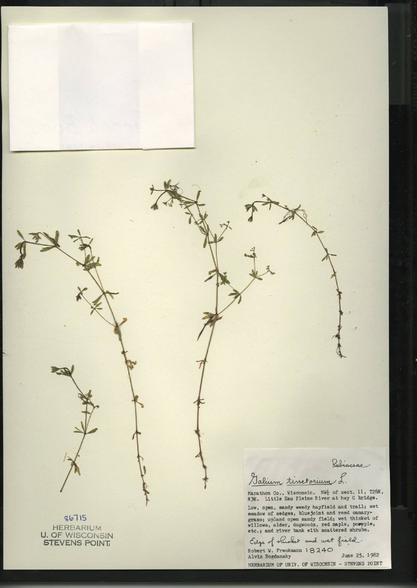Galium tinctorium image