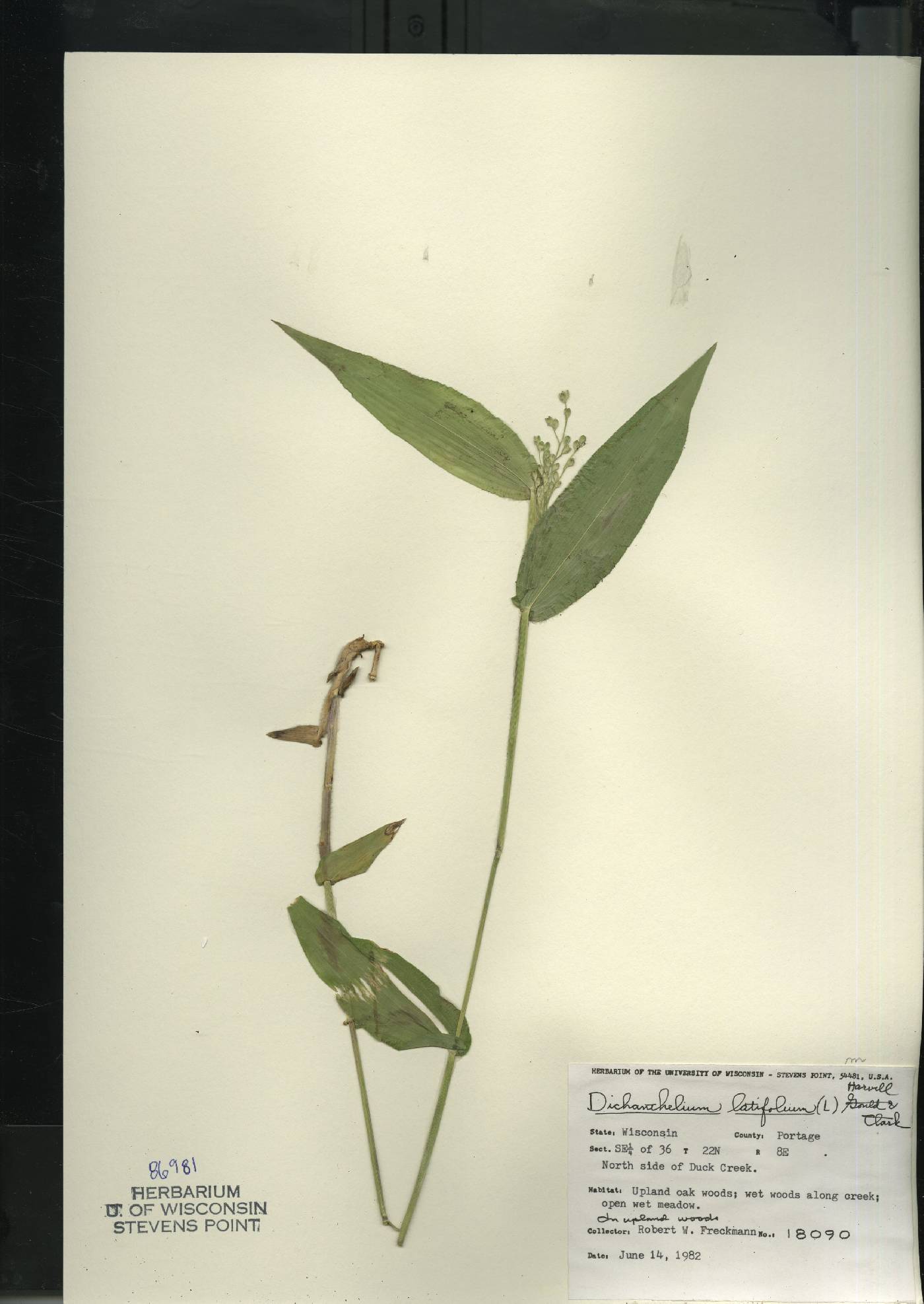 Dichanthelium latifolium image