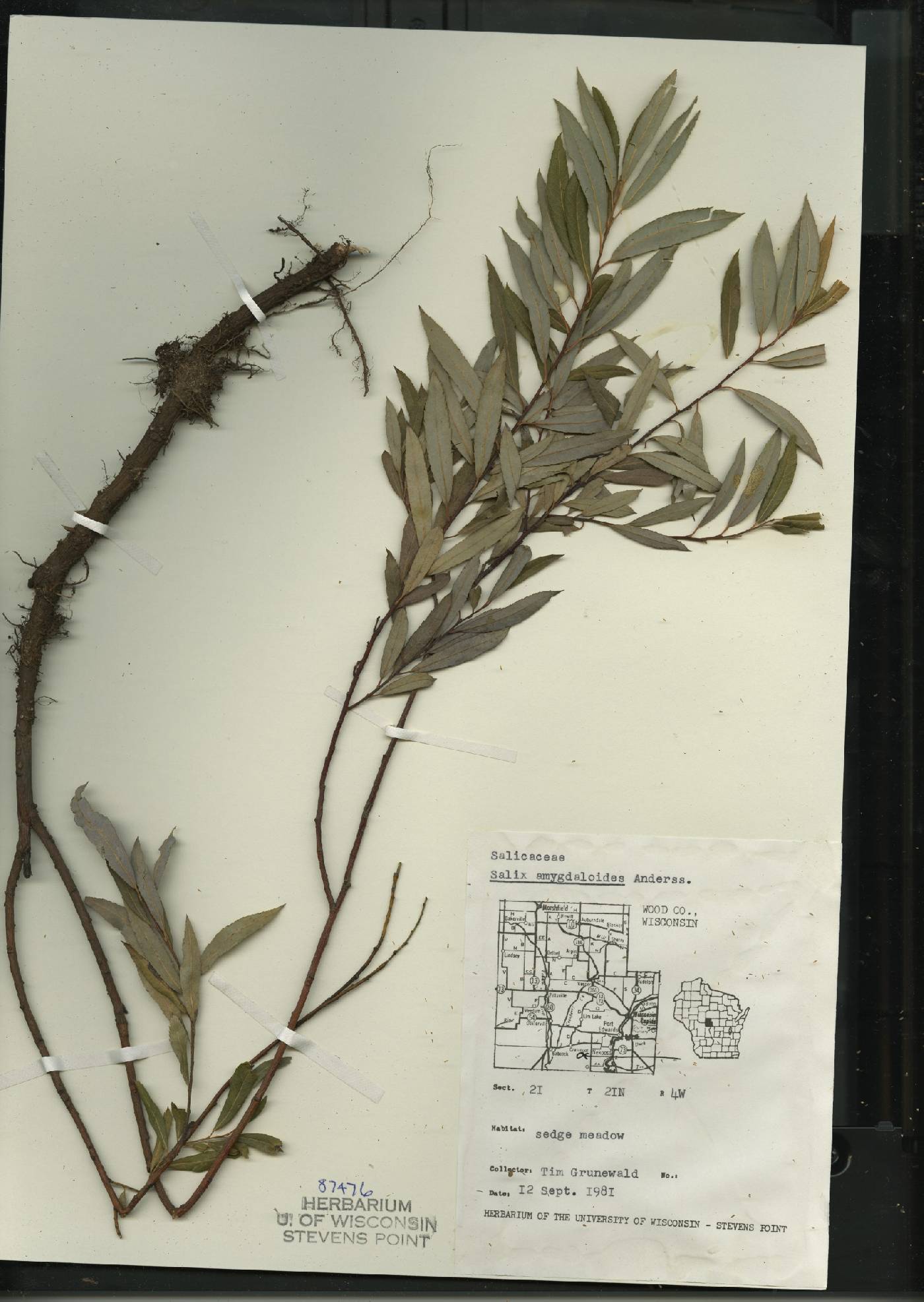Salix amygdaloides image