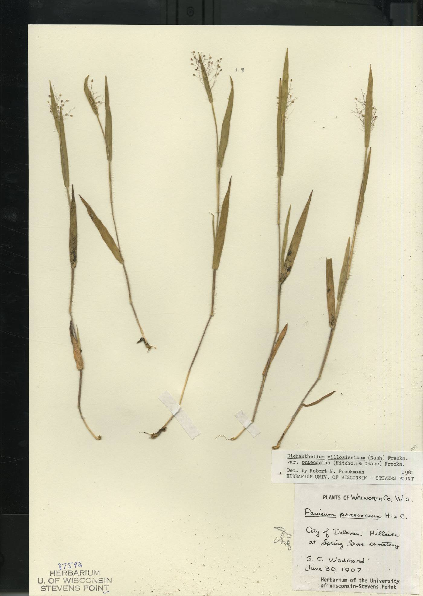 Dichanthelium villosissimum var. praecocius image