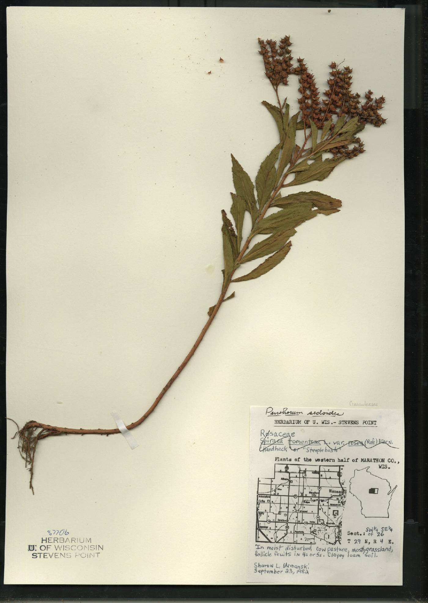 Penthorum sedoides image