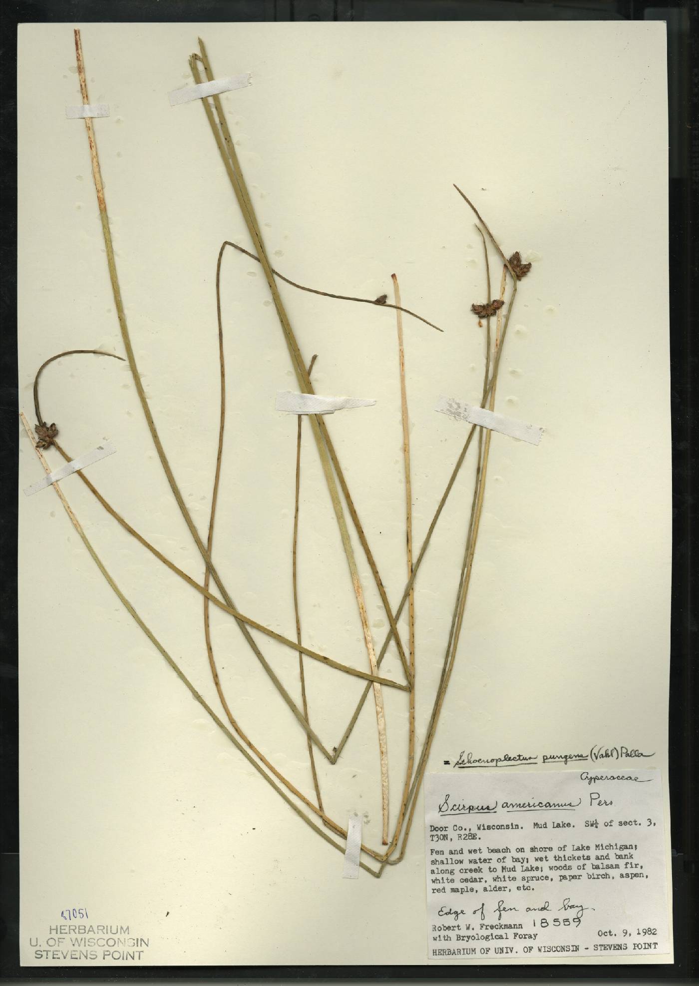Schoenoplectus pungens image