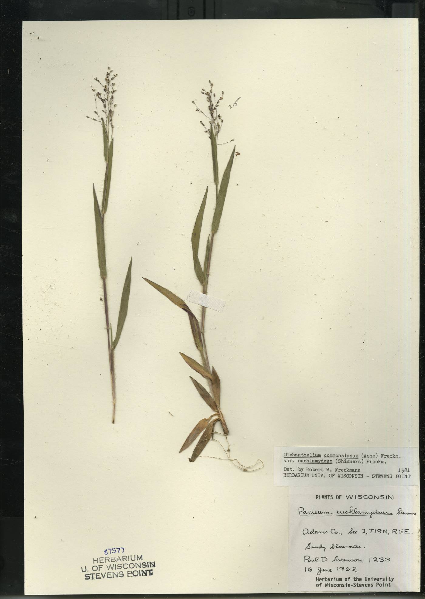 Dichanthelium commonsianum var. euchlamydeum image