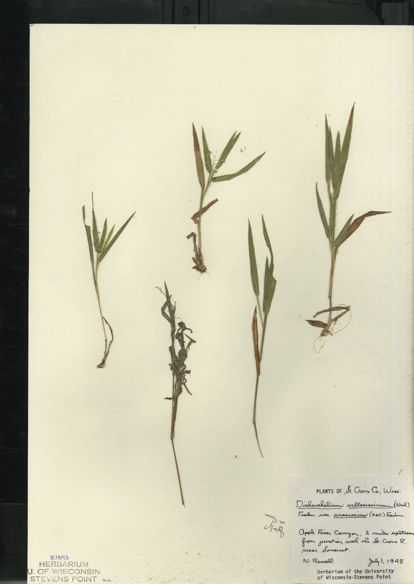Dichanthelium villosissimum var. praecocius image