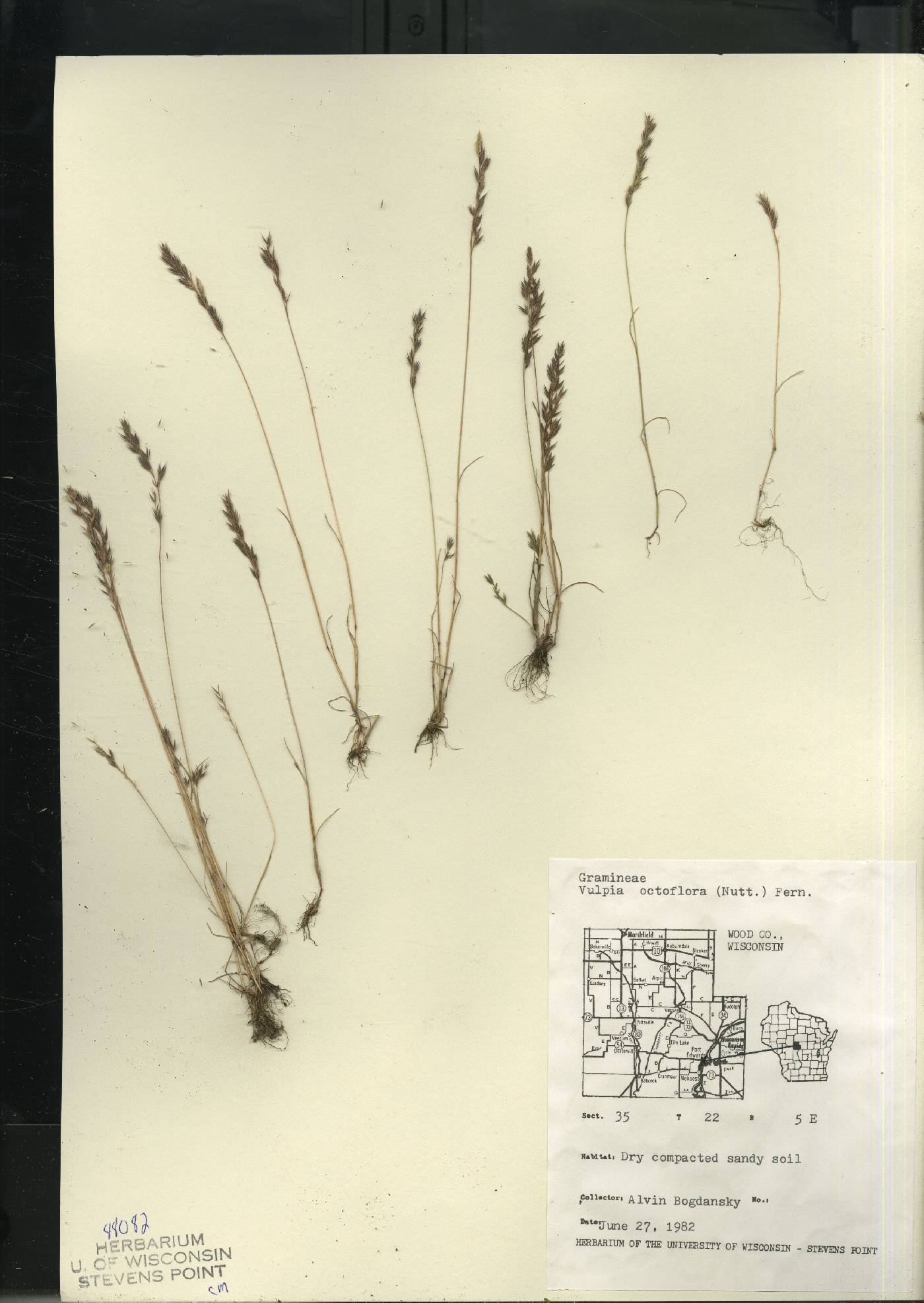 Festuca octoflora image