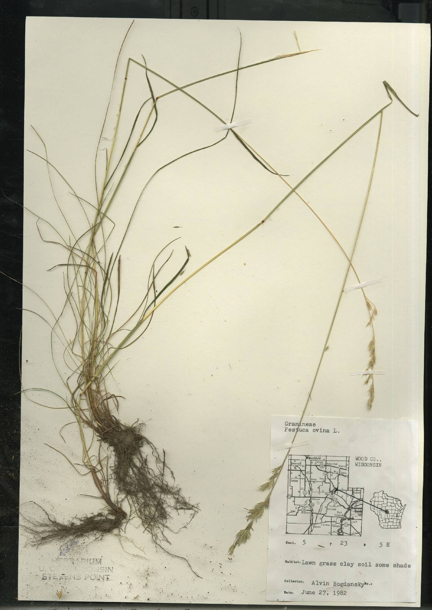 Festuca trachyphylla image
