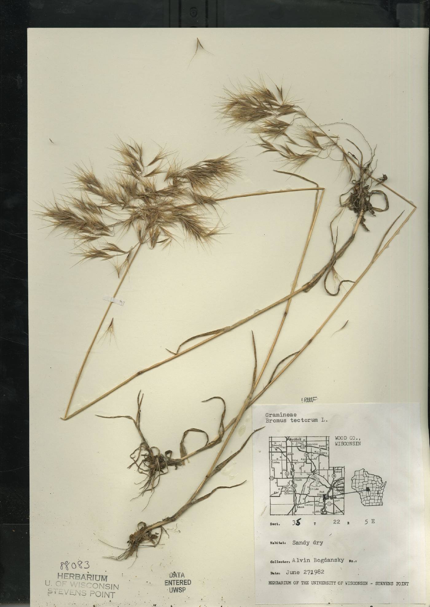 Bromus tectorum image