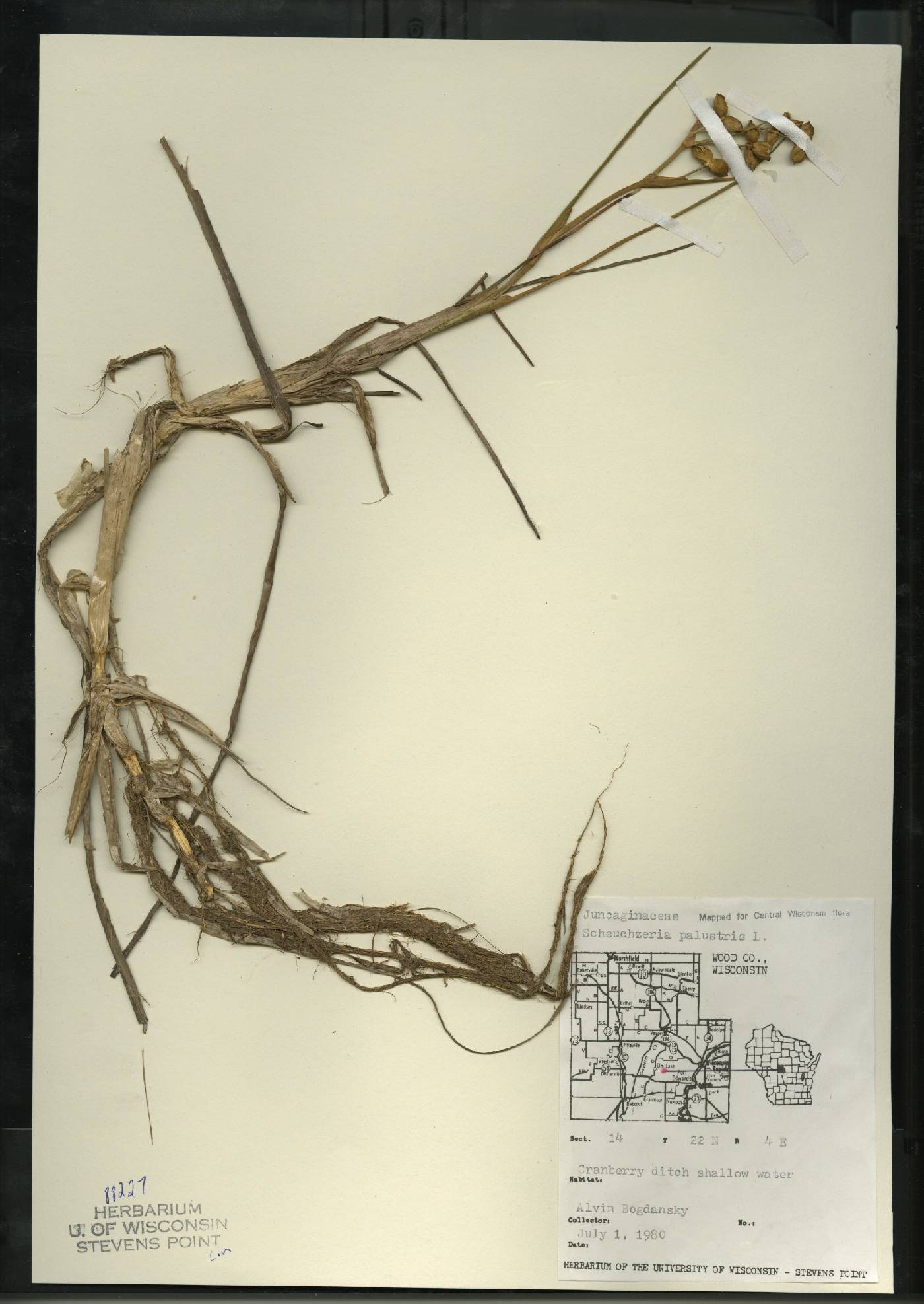 Scheuchzeria palustris image