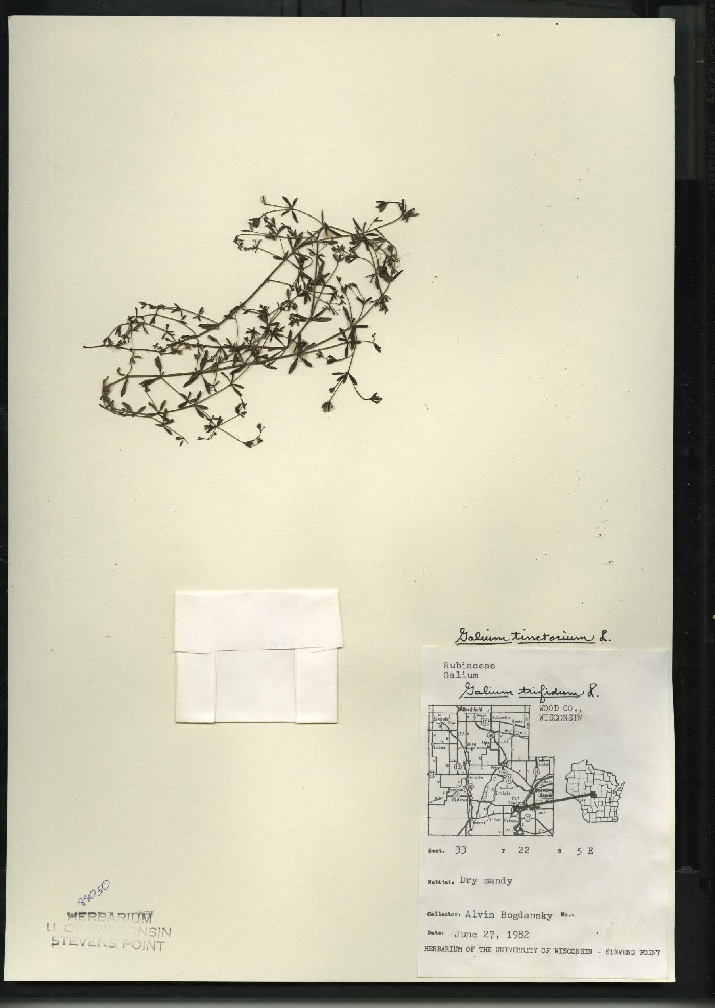 Galium tinctorium image