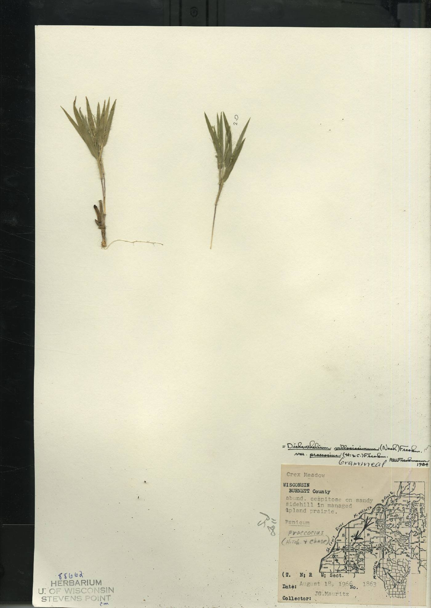 Dichanthelium villosissimum var. praecocius image