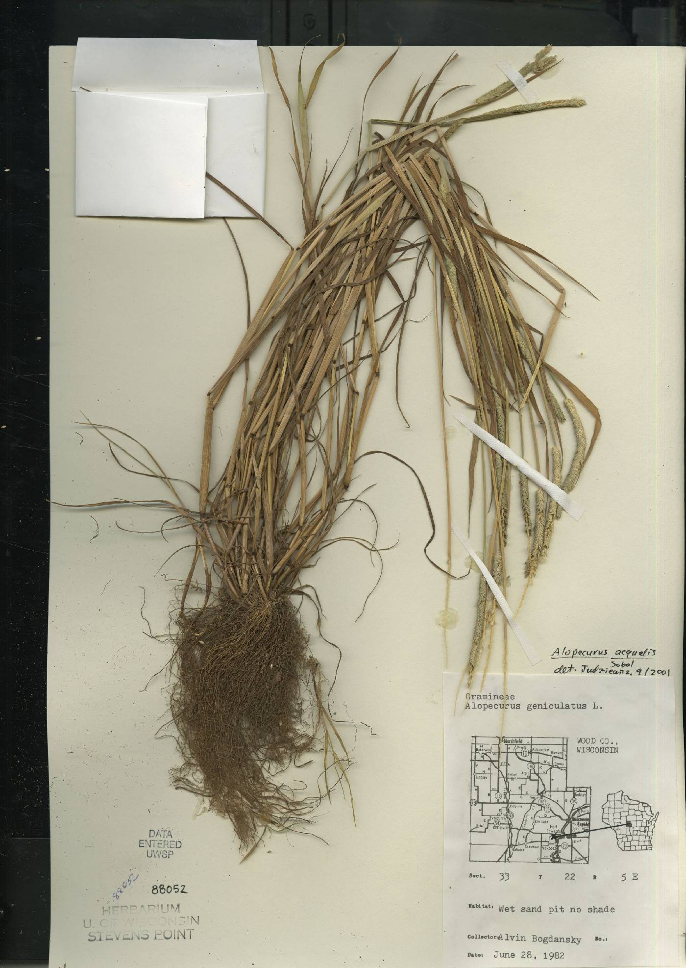 Alopecurus aequalis image