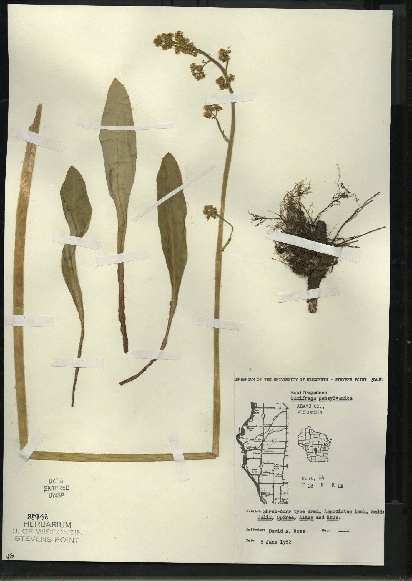 Micranthes pensylvanica image