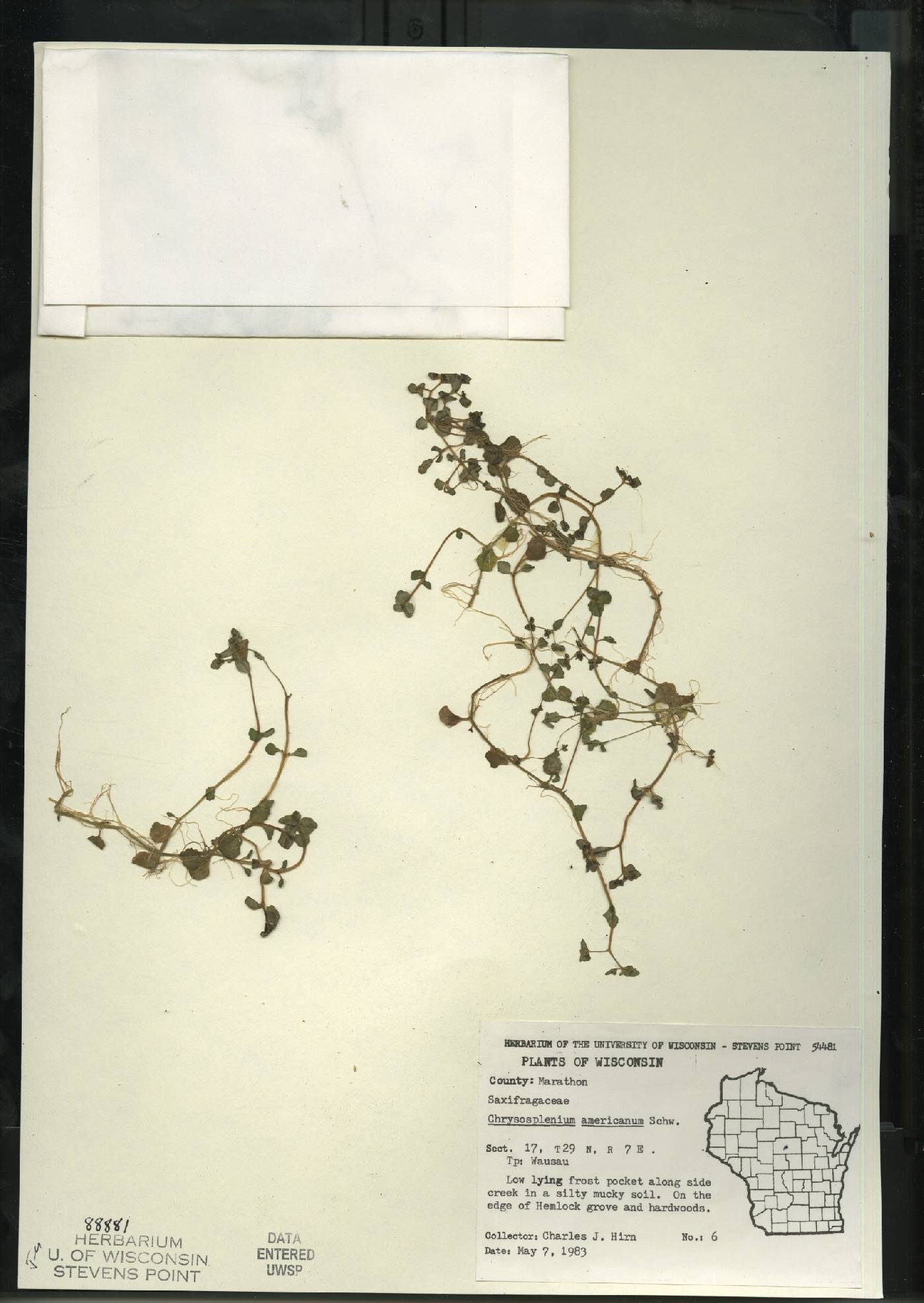 Chrysosplenium americanum image