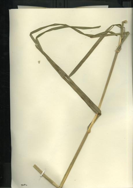 Glyceria maxima image