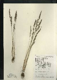 Image of Festuca octoflora var. glauca