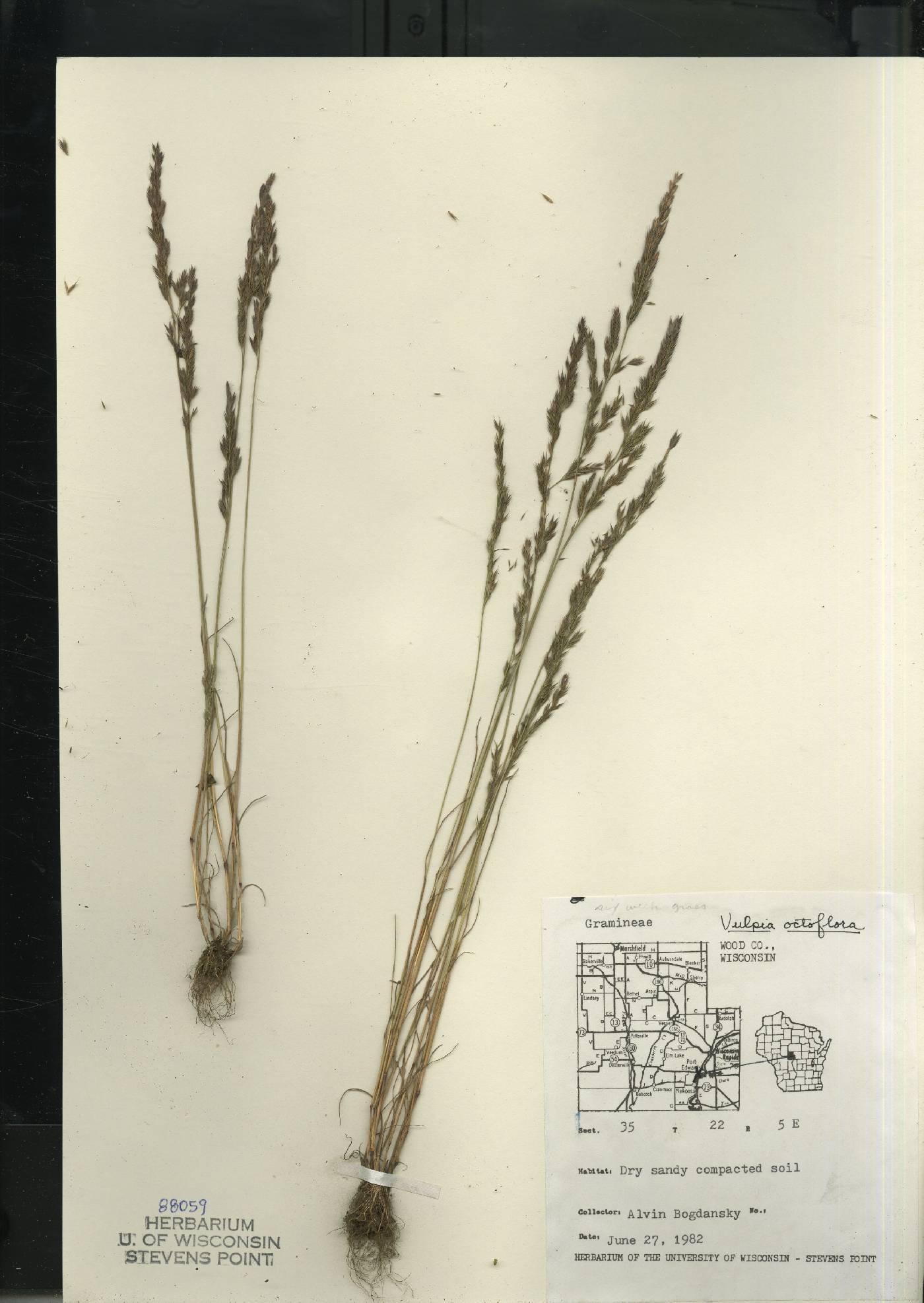 Festuca octoflora var. glauca image