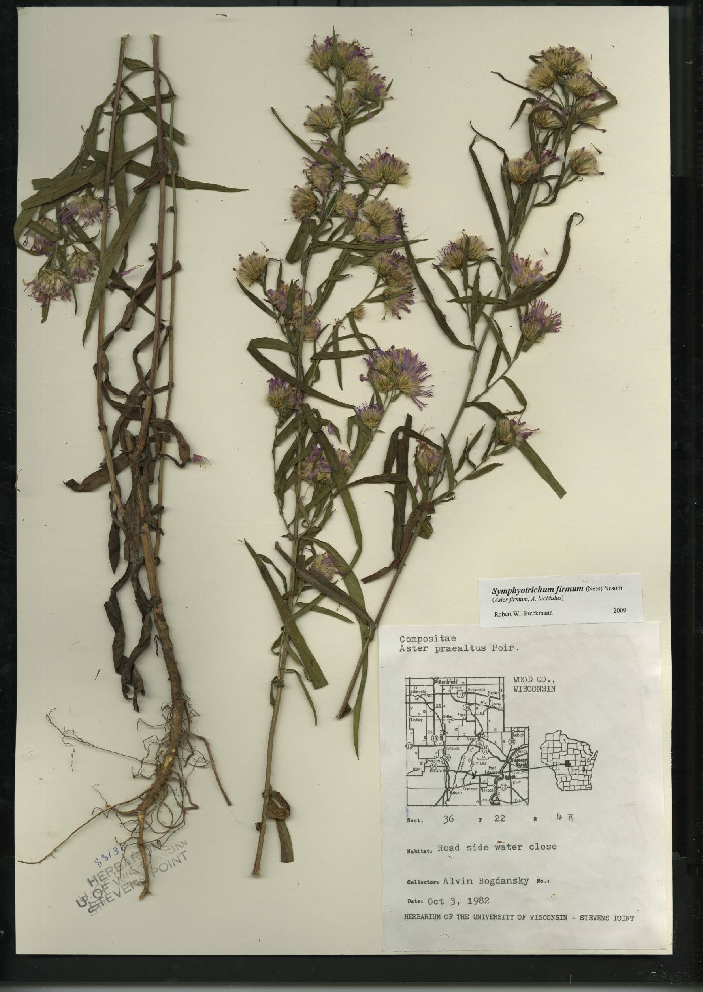 Symphyotrichum firmum image