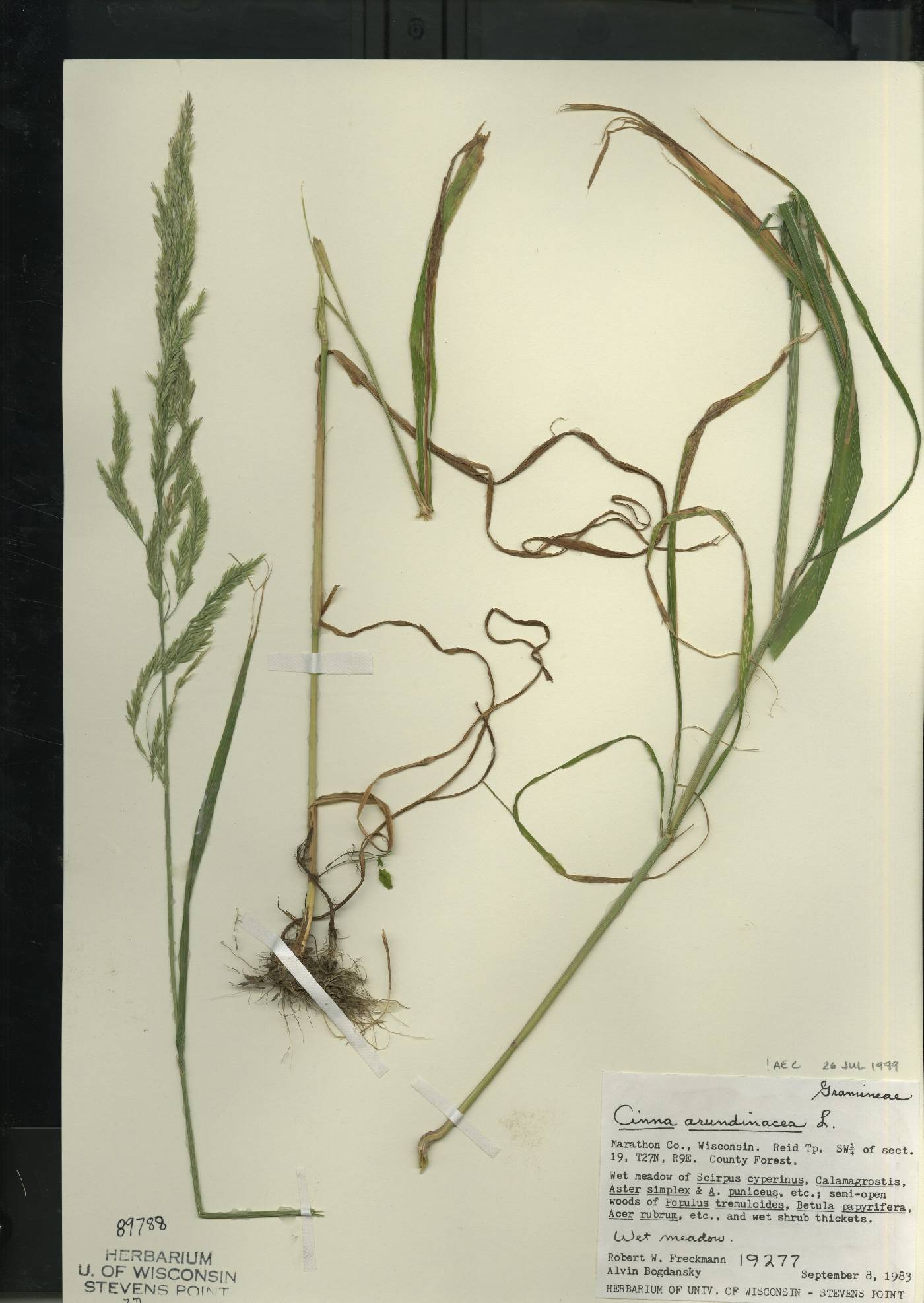 Cinna arundinacea image