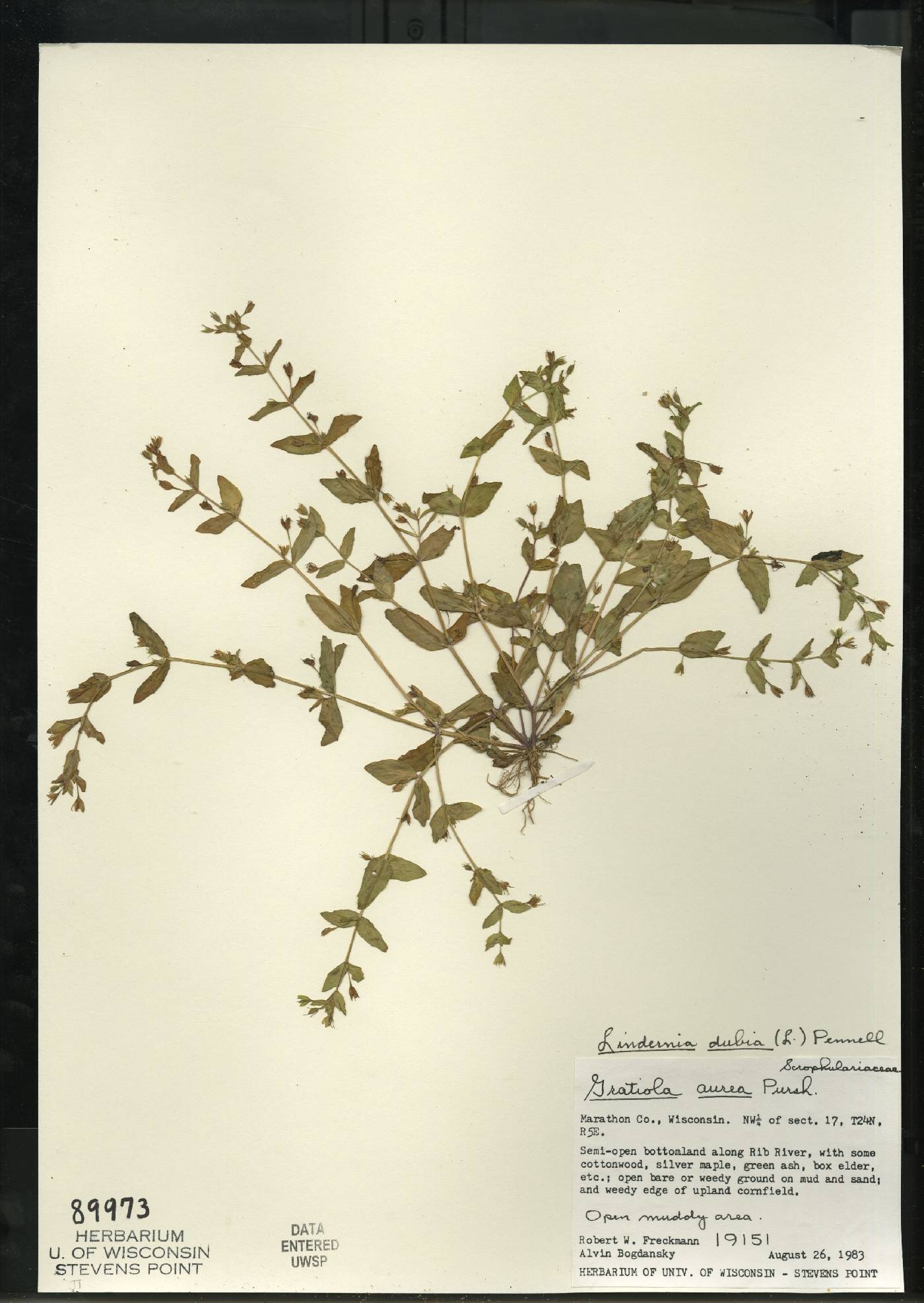 Lindernia dubia image