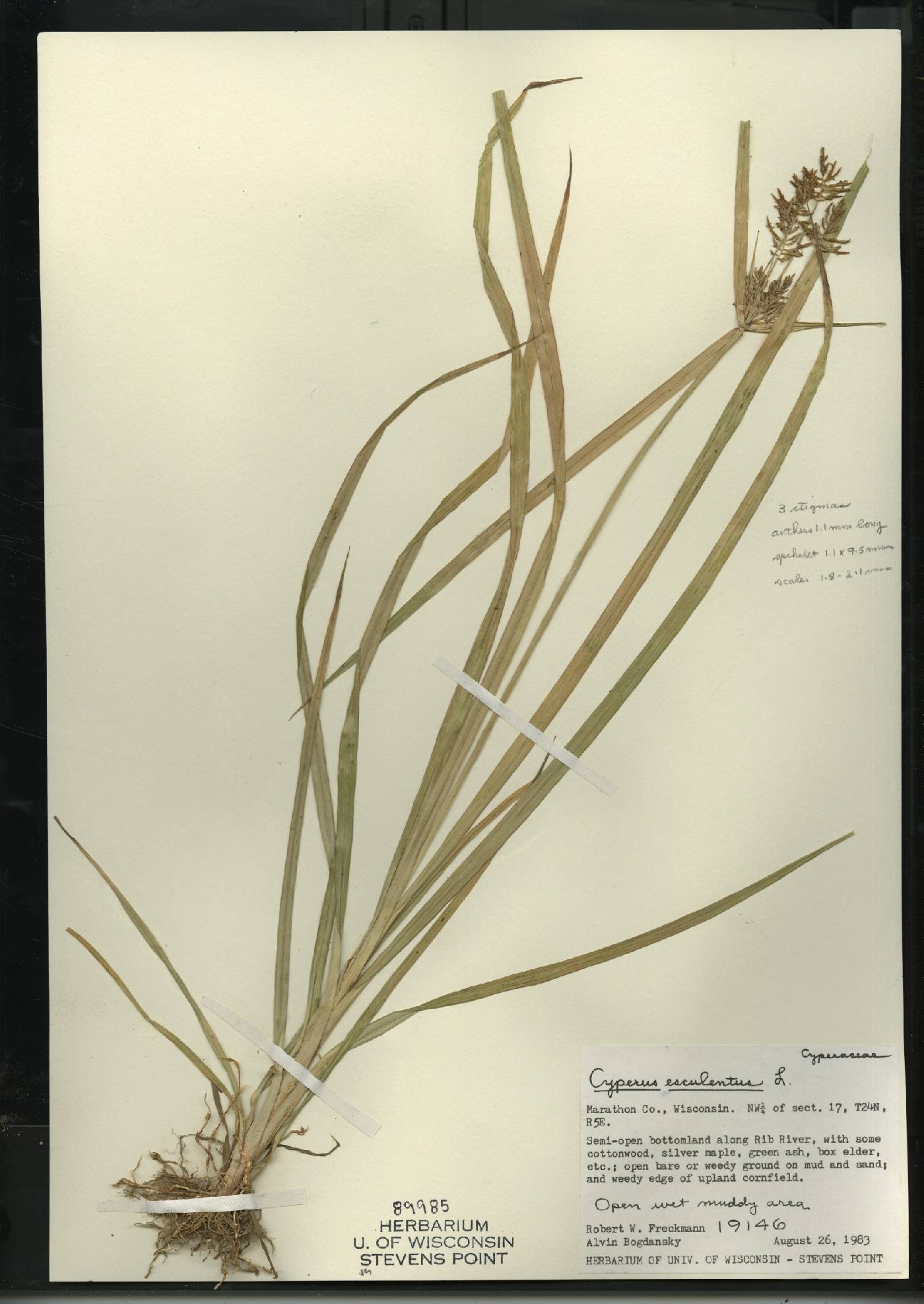 Cyperus esculentus var. leptostachyus image