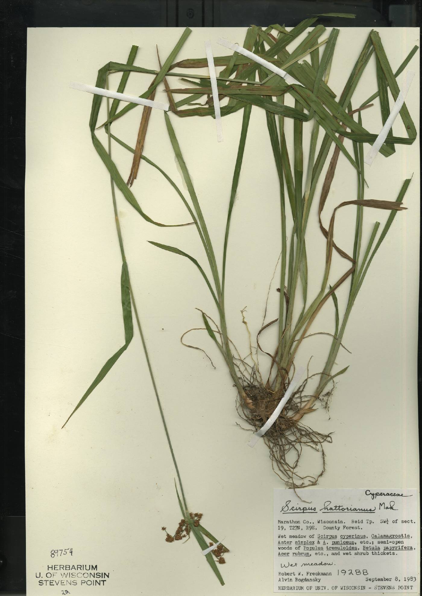 Scirpus hattorianus image