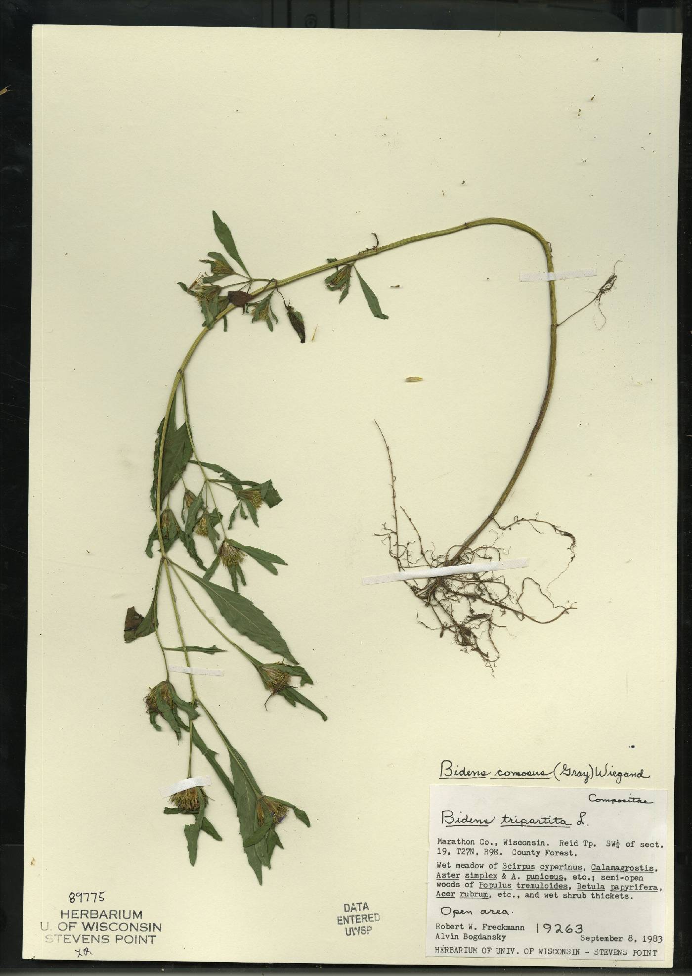Bidens tripartita image